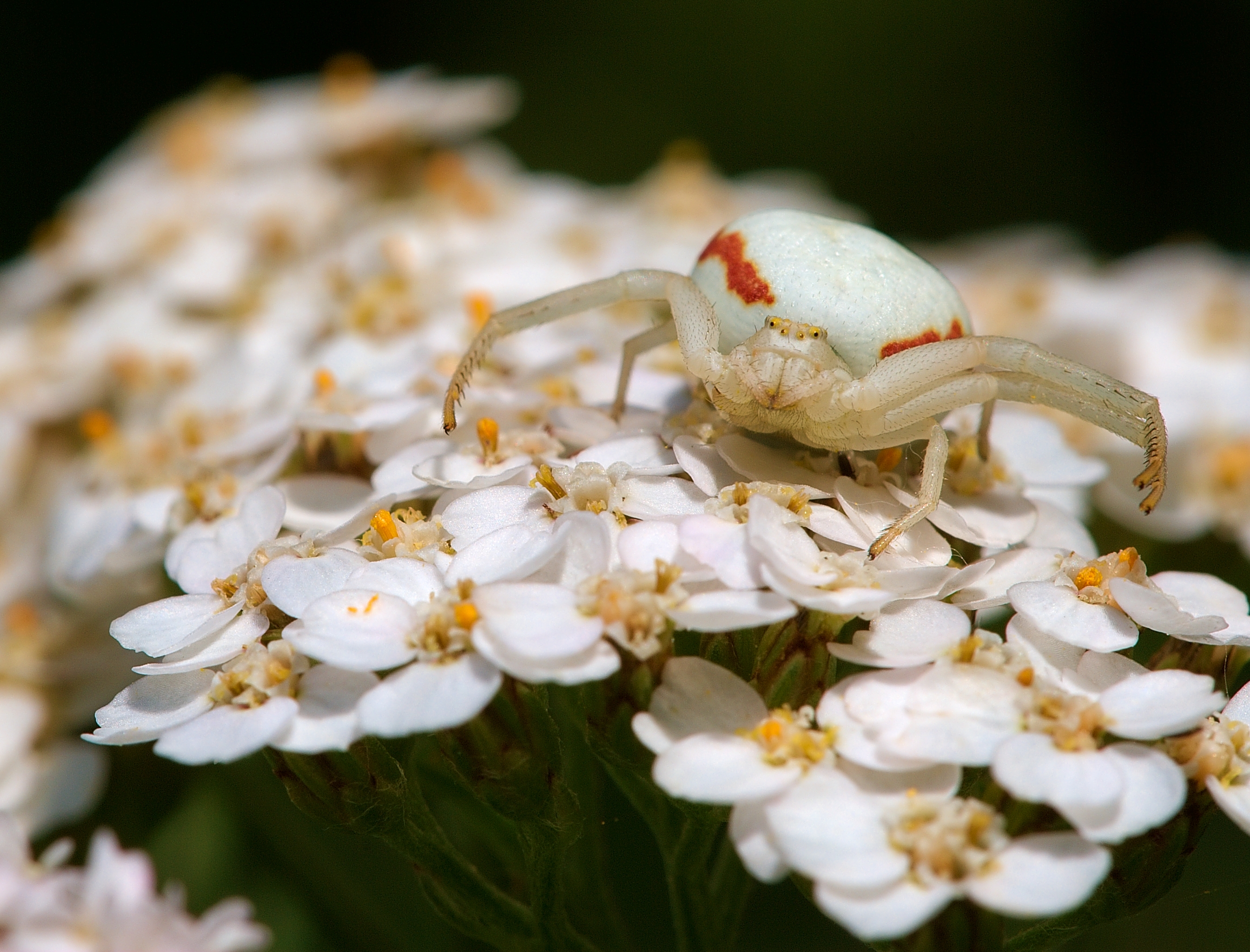 Crab Spiders Wallpapers