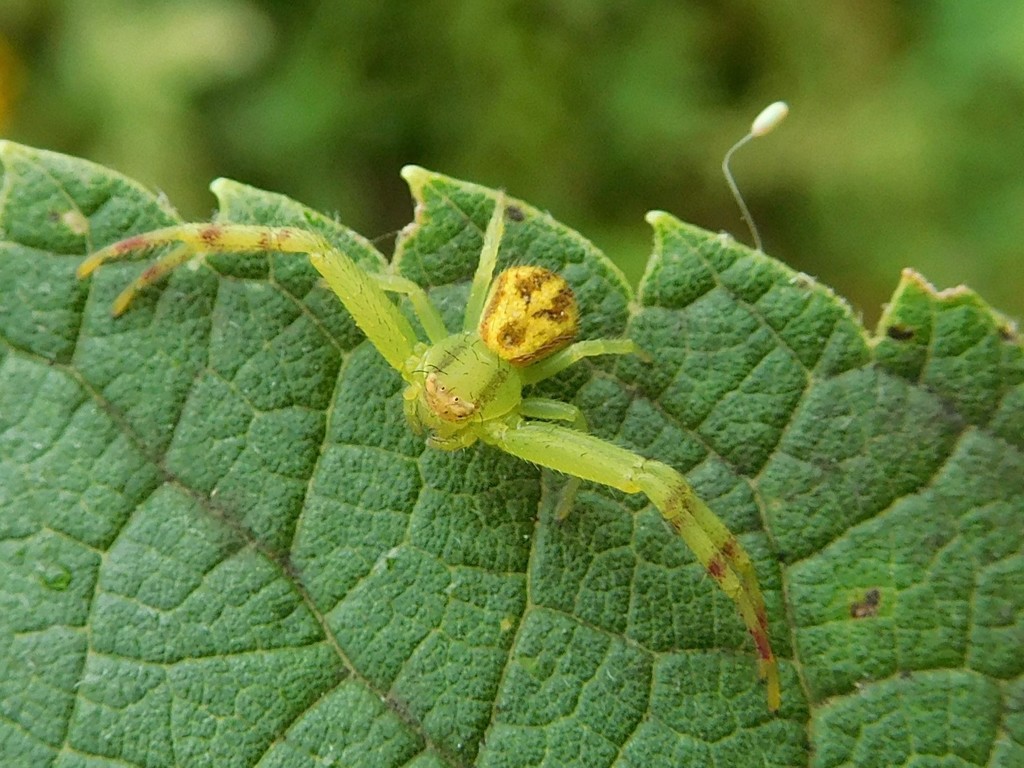 Crab Spiders Wallpapers