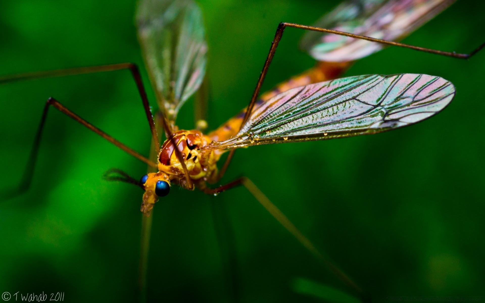 Crane Fly Wallpapers