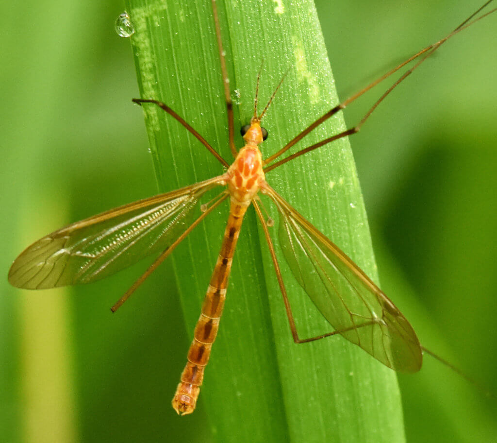 Crane Fly Wallpapers