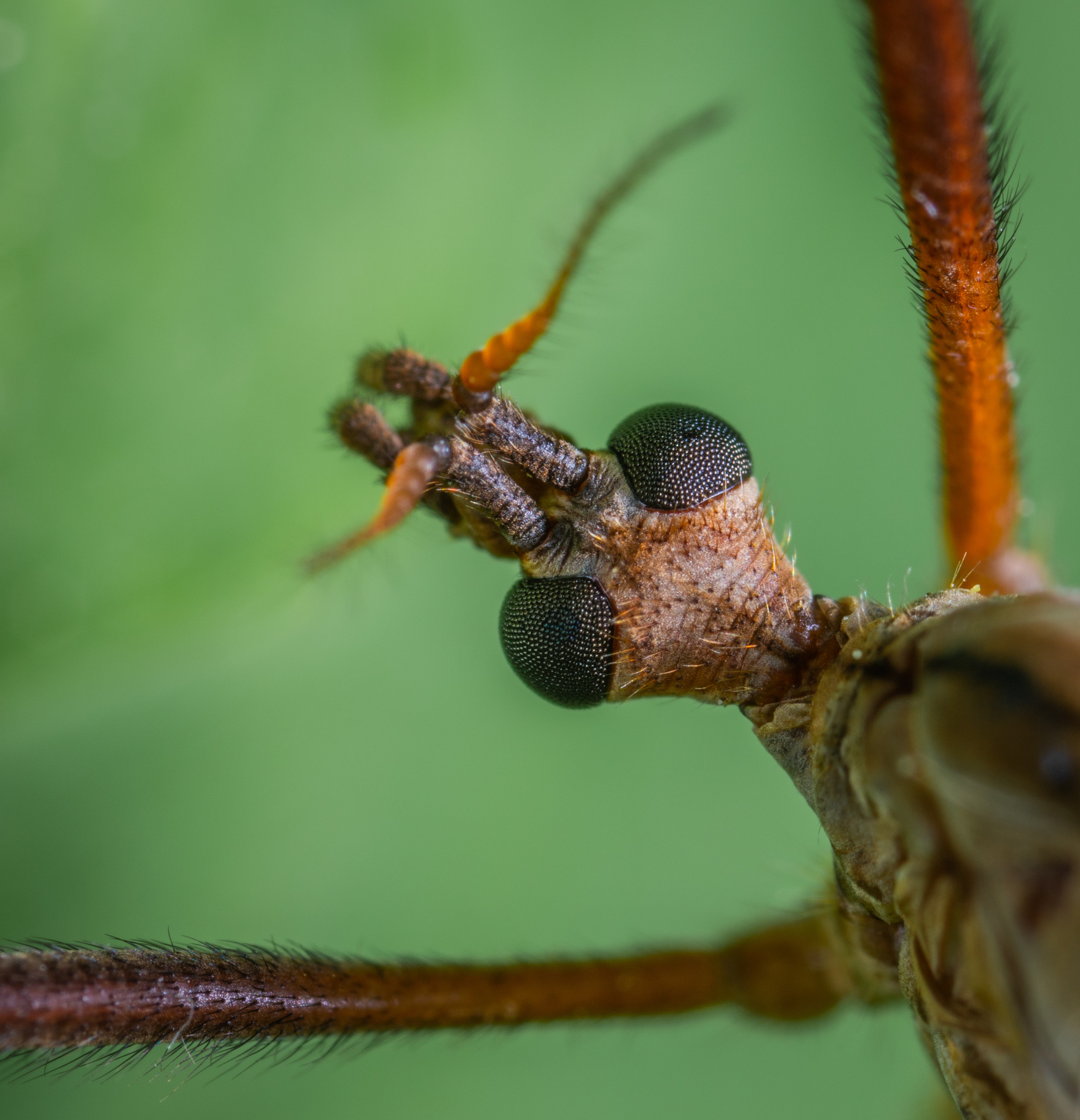 Crane Fly Wallpapers