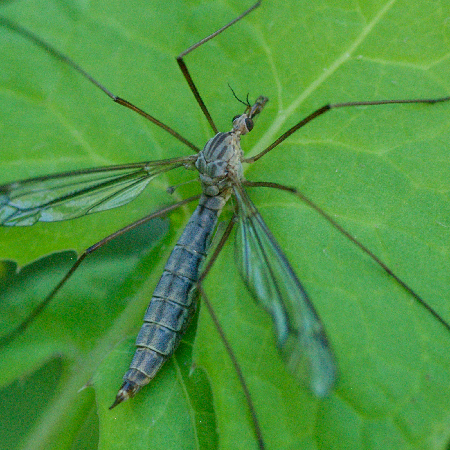 Crane Fly Wallpapers