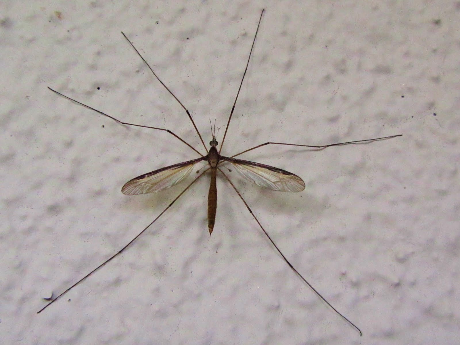 Crane Fly Wallpapers