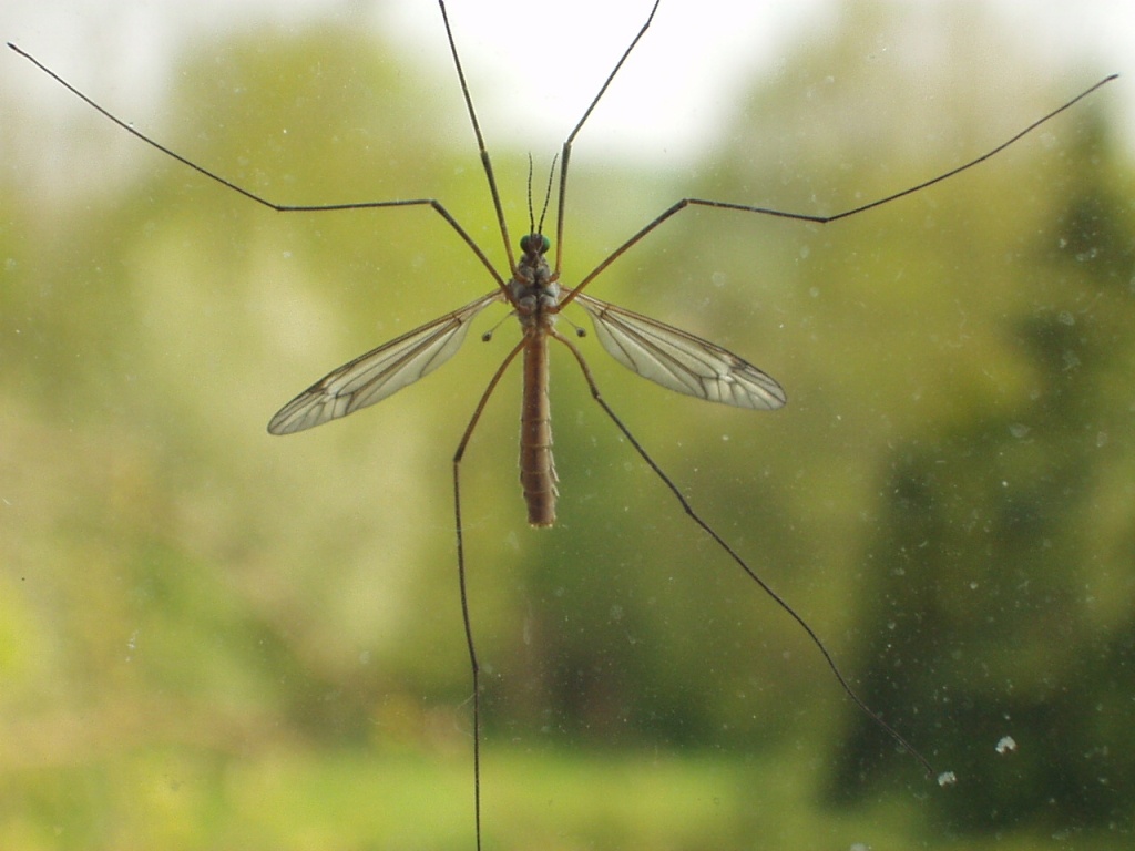 Crane Fly Wallpapers