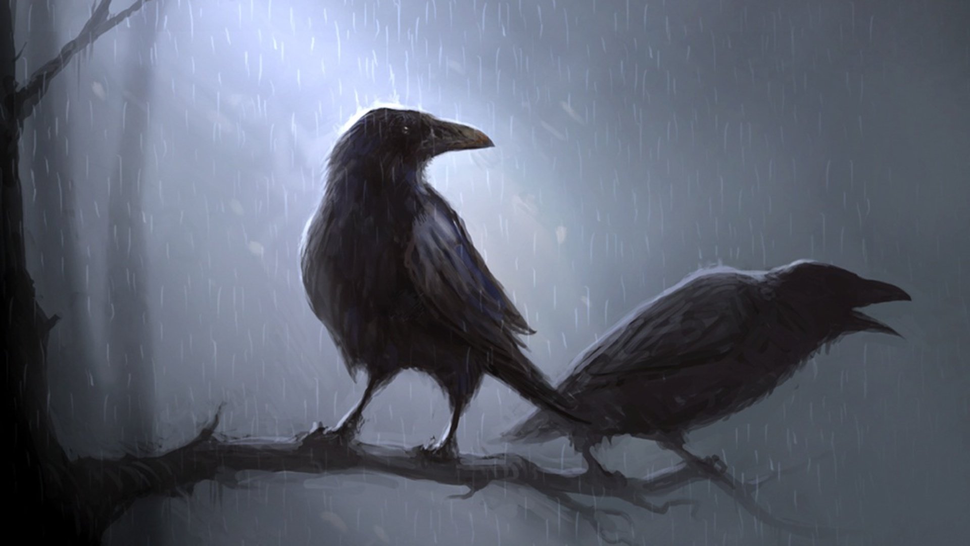 Crow Wallpapers