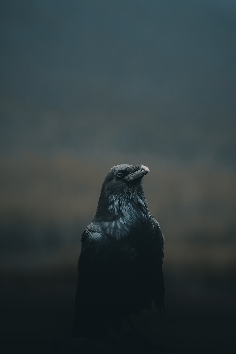 Crow Wallpapers