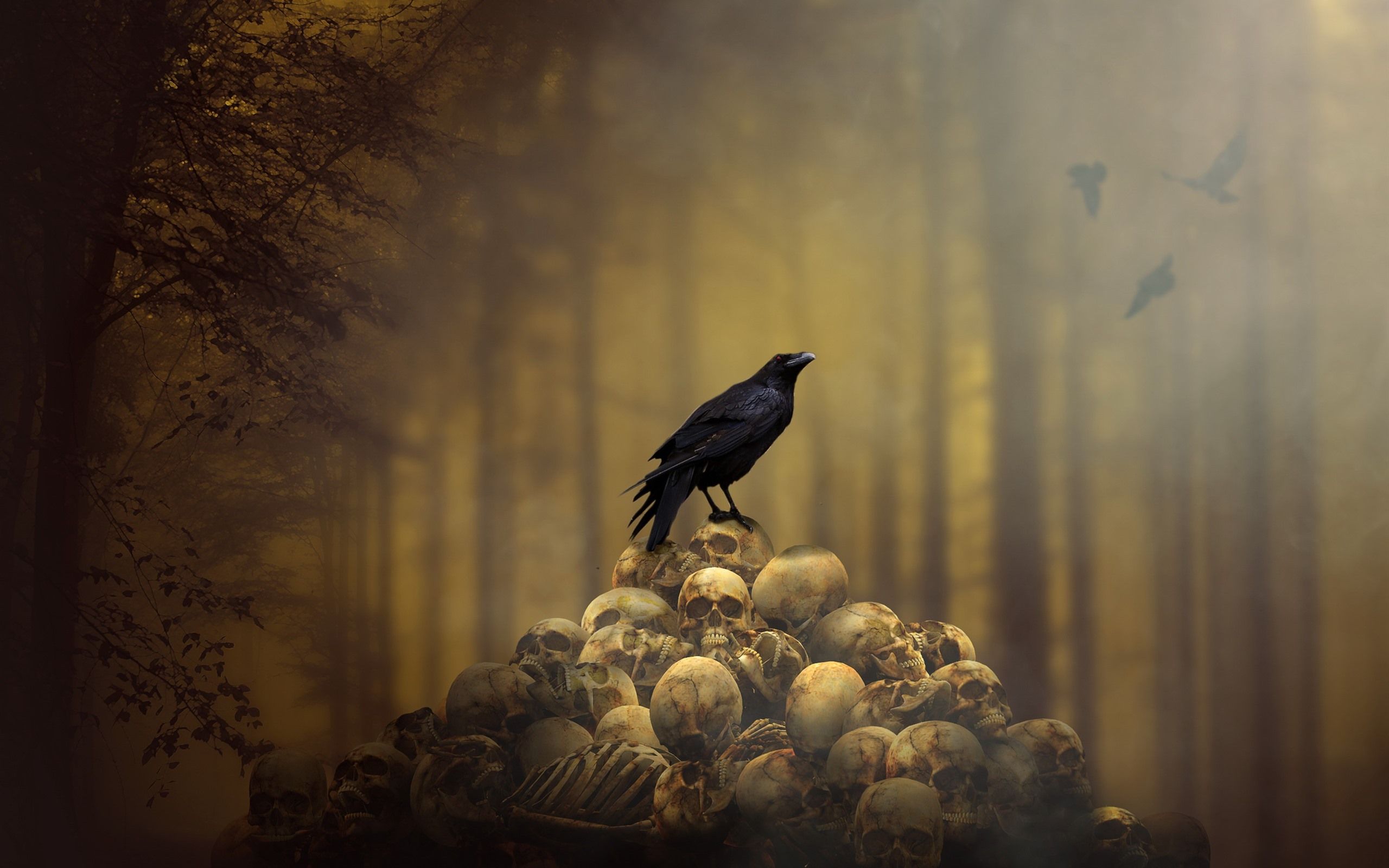 Crow Wallpapers