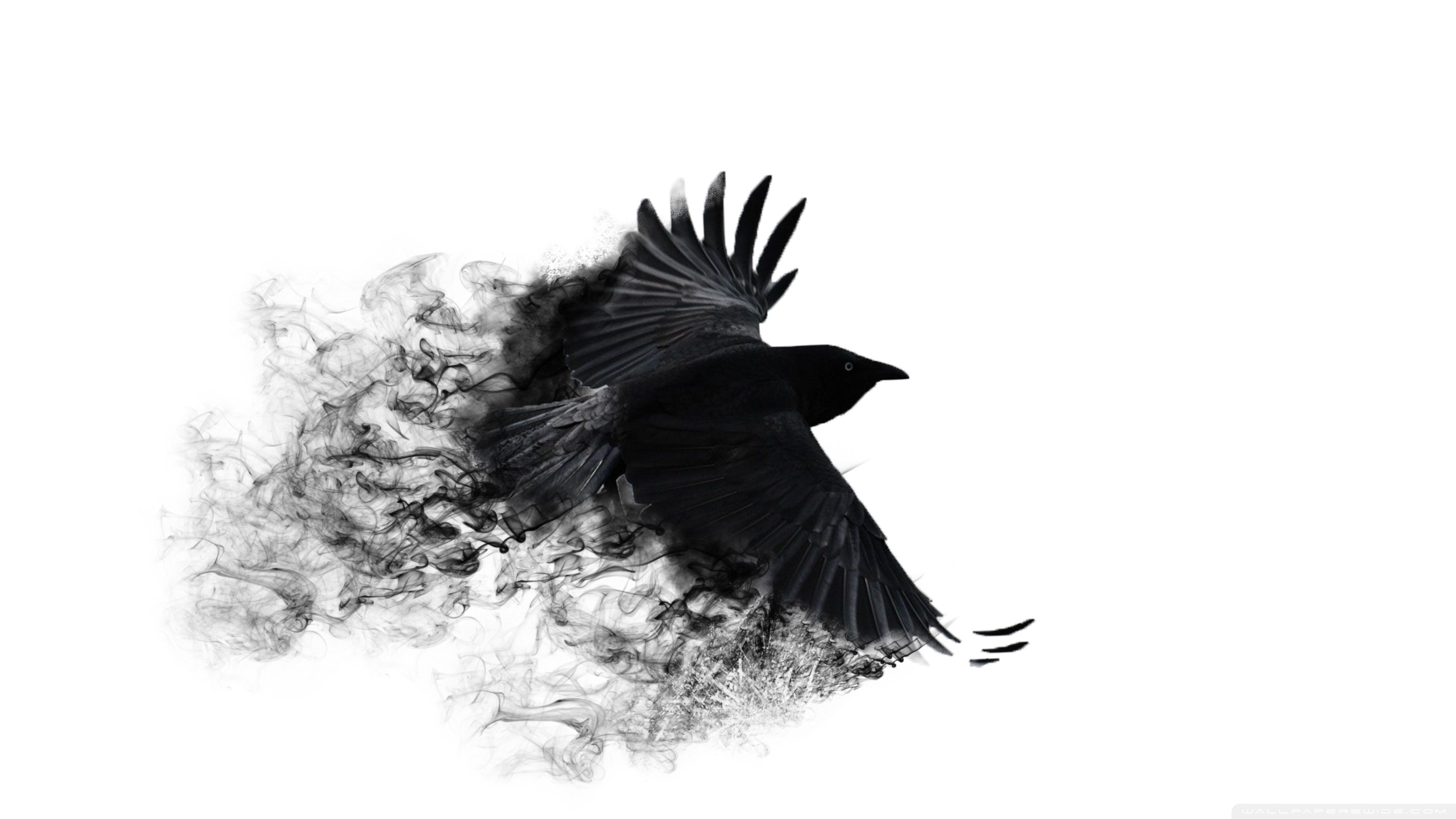 Crow Wallpapers