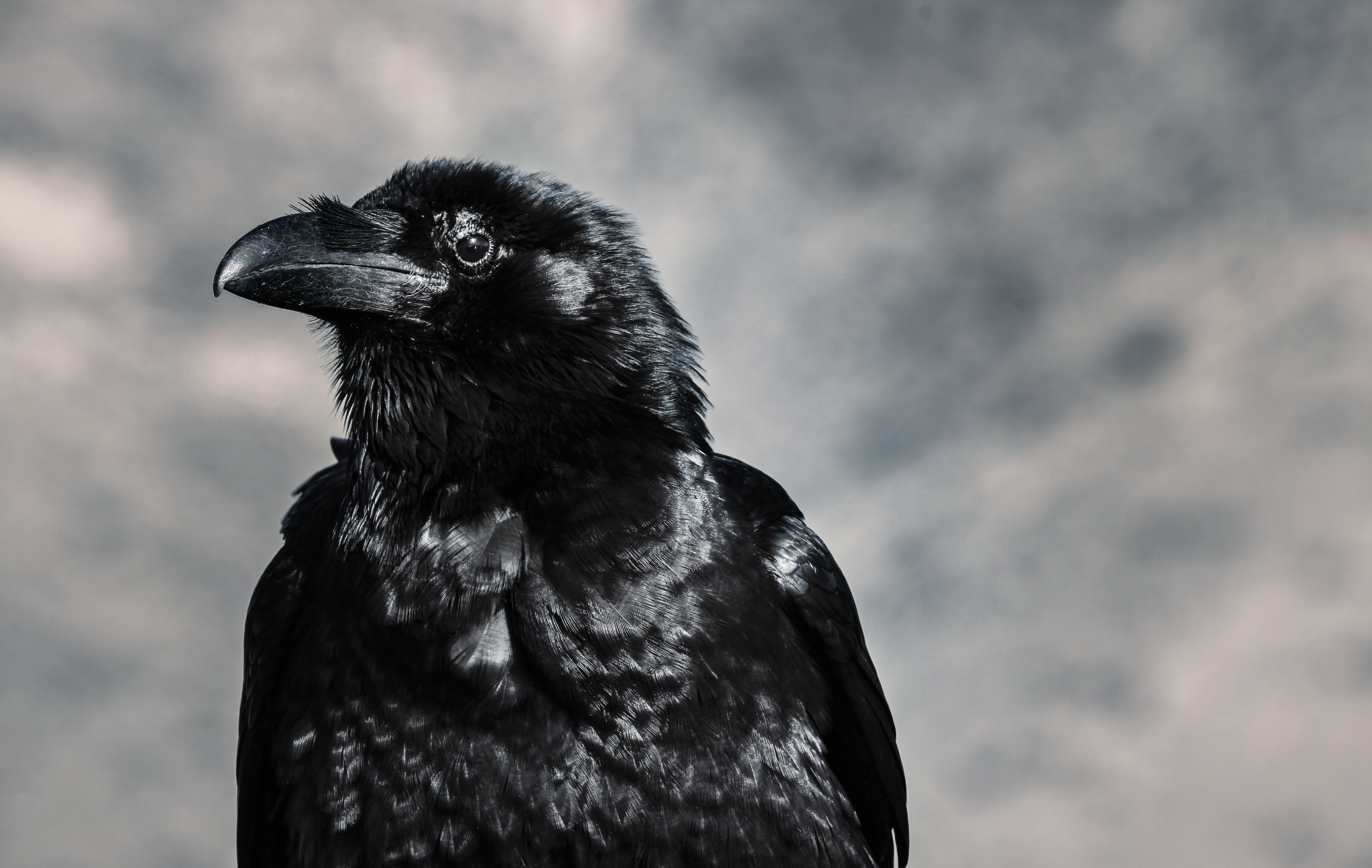 Crow Wallpapers