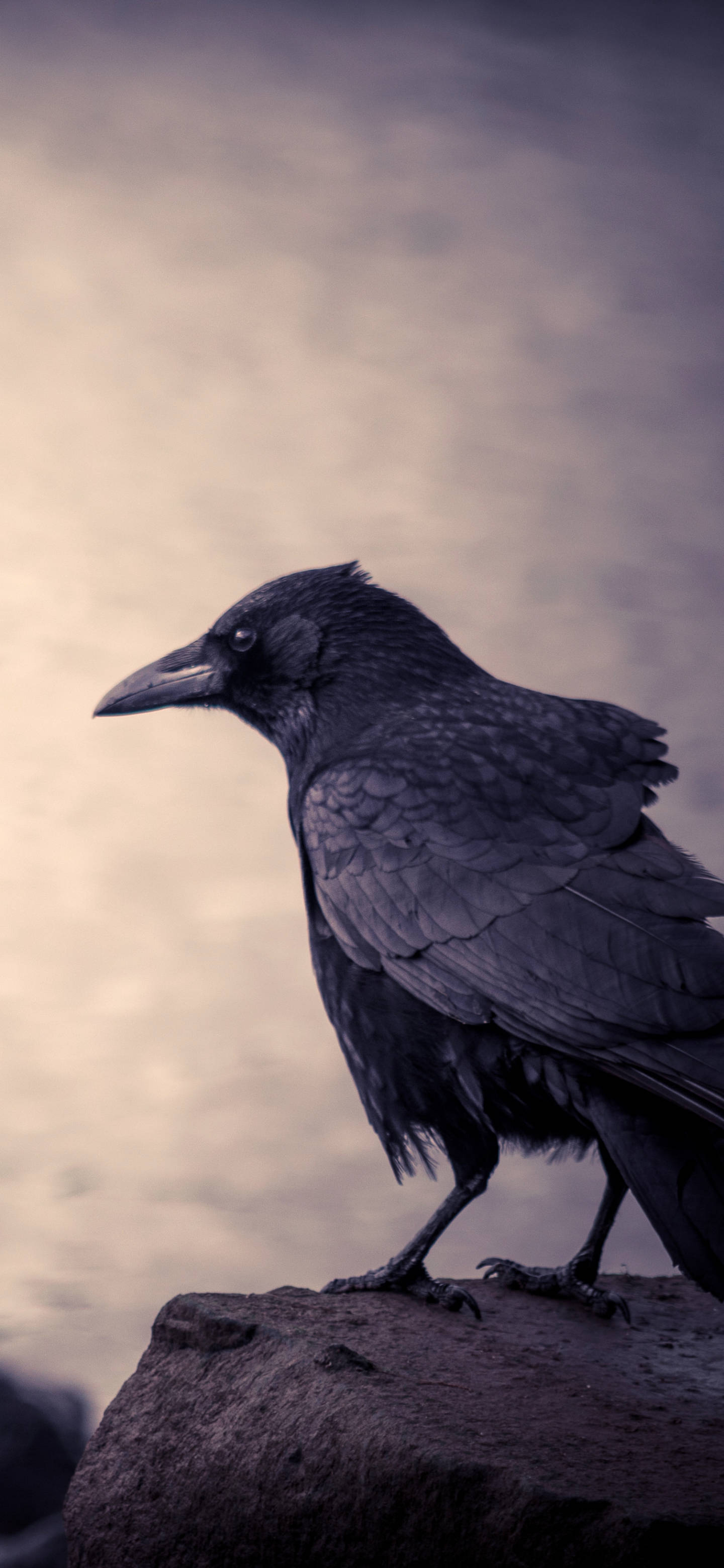 Crow Wallpapers