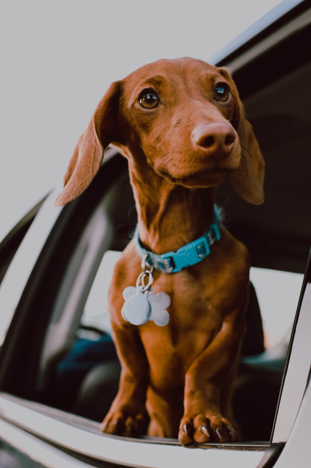 Dachshund Wallpapers