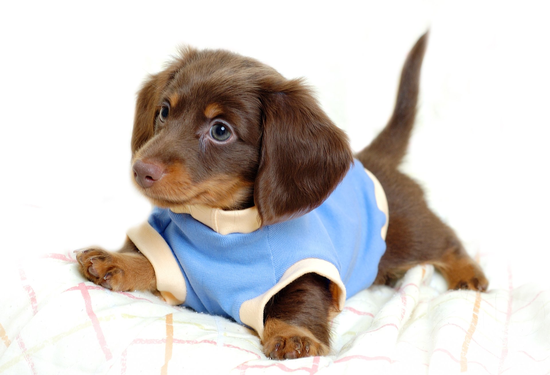 Dachshund Wallpapers