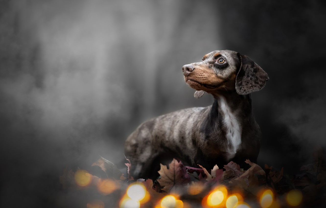 Dachshund Wallpapers