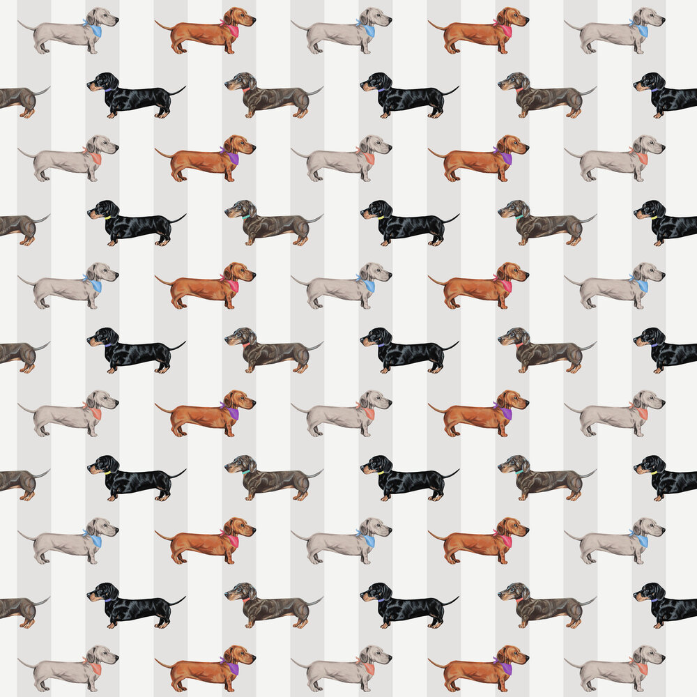 Dachshund Wallpapers