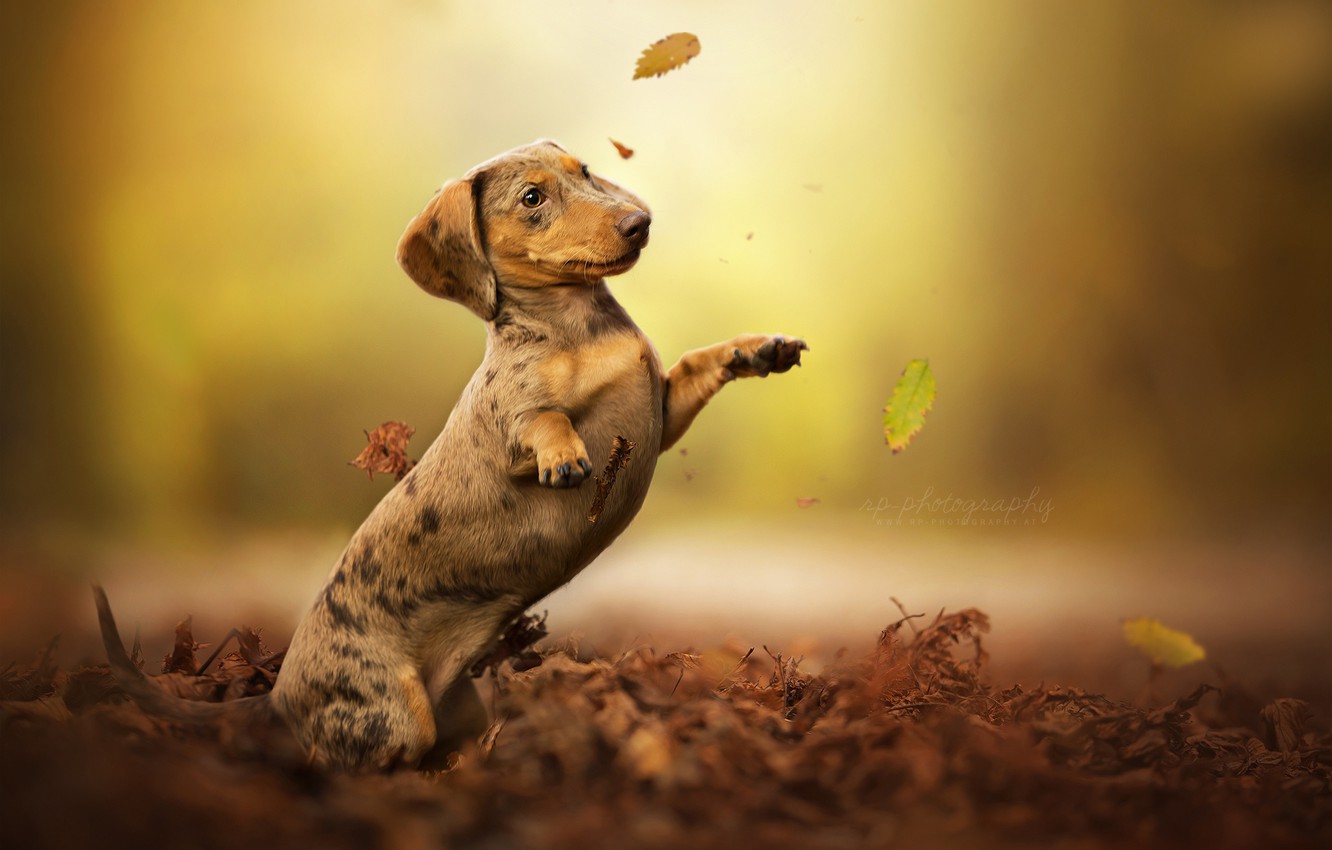 Dachshund Wallpapers