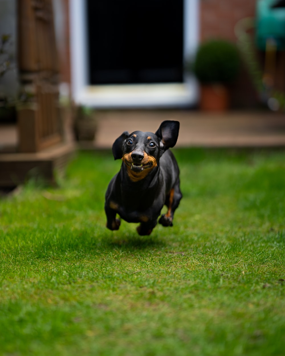 Dachshund Wallpapers