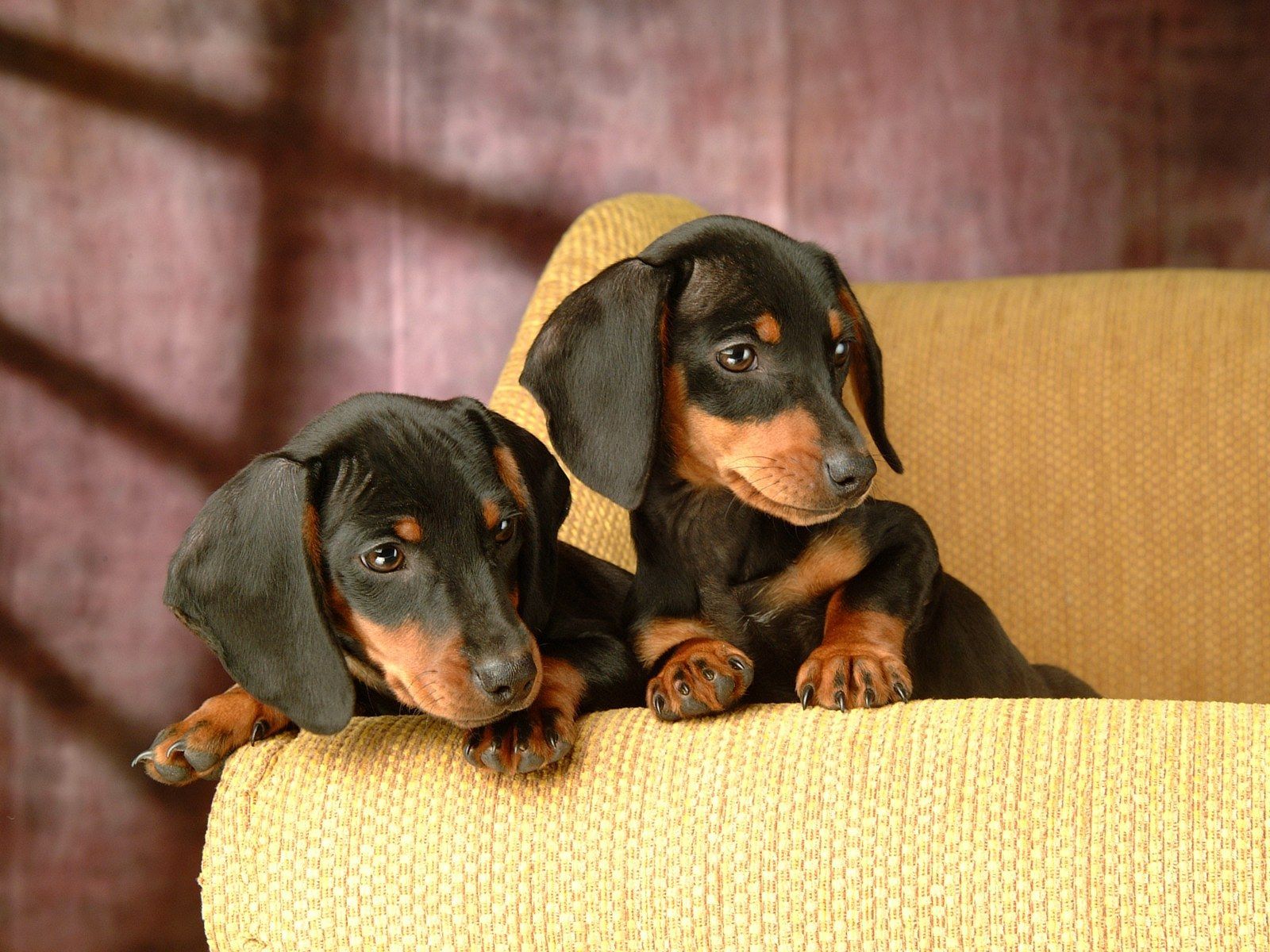 Dachshund Wallpapers