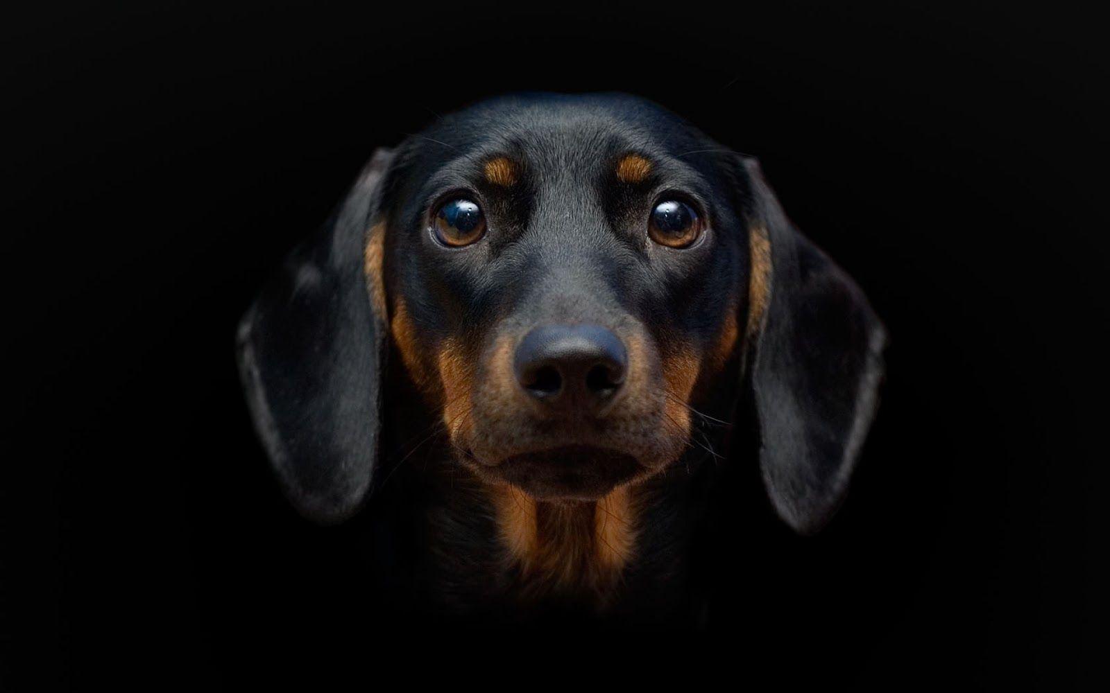 Dachshund Wallpapers