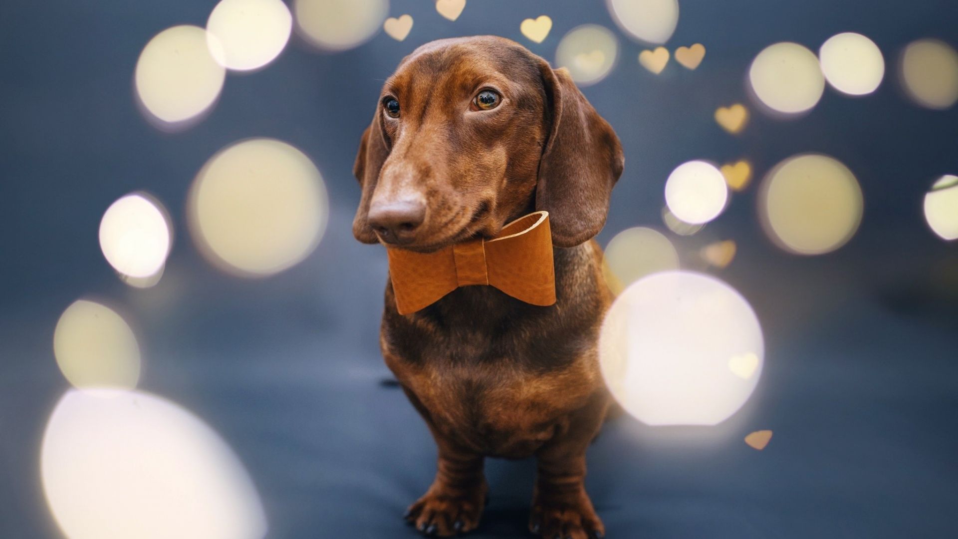 Dachshund Wallpapers