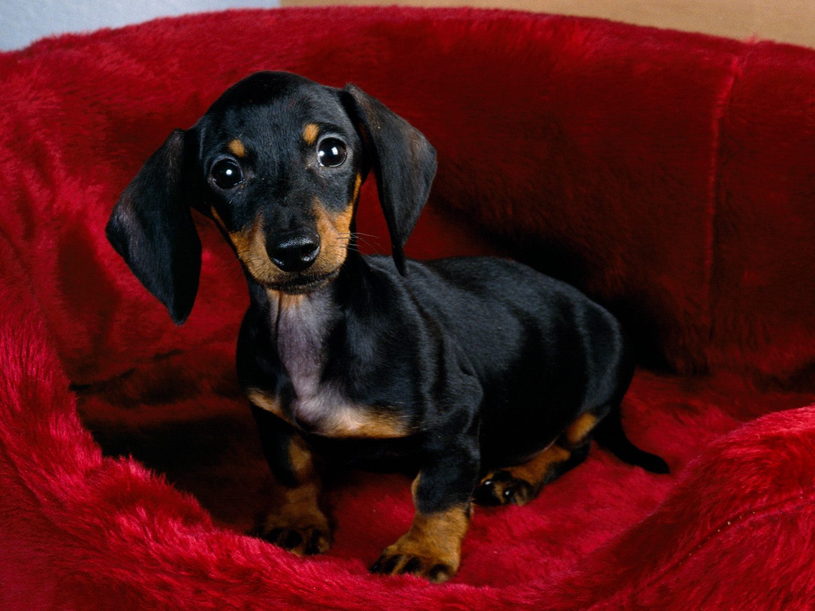 Dachshund Wallpapers