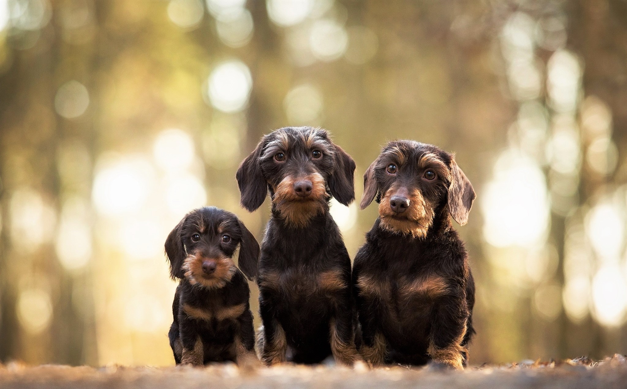 Dachshund Wallpapers