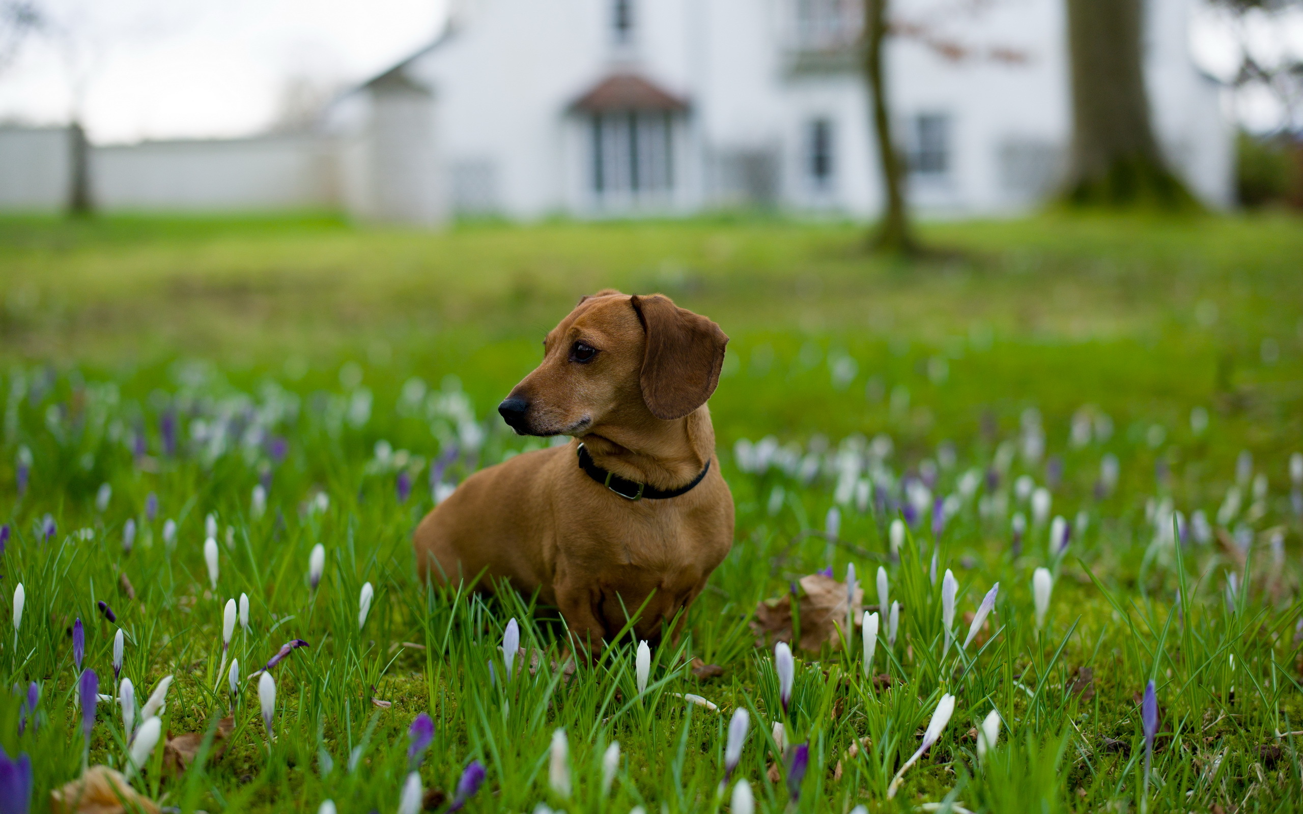 Dachshund Wallpapers