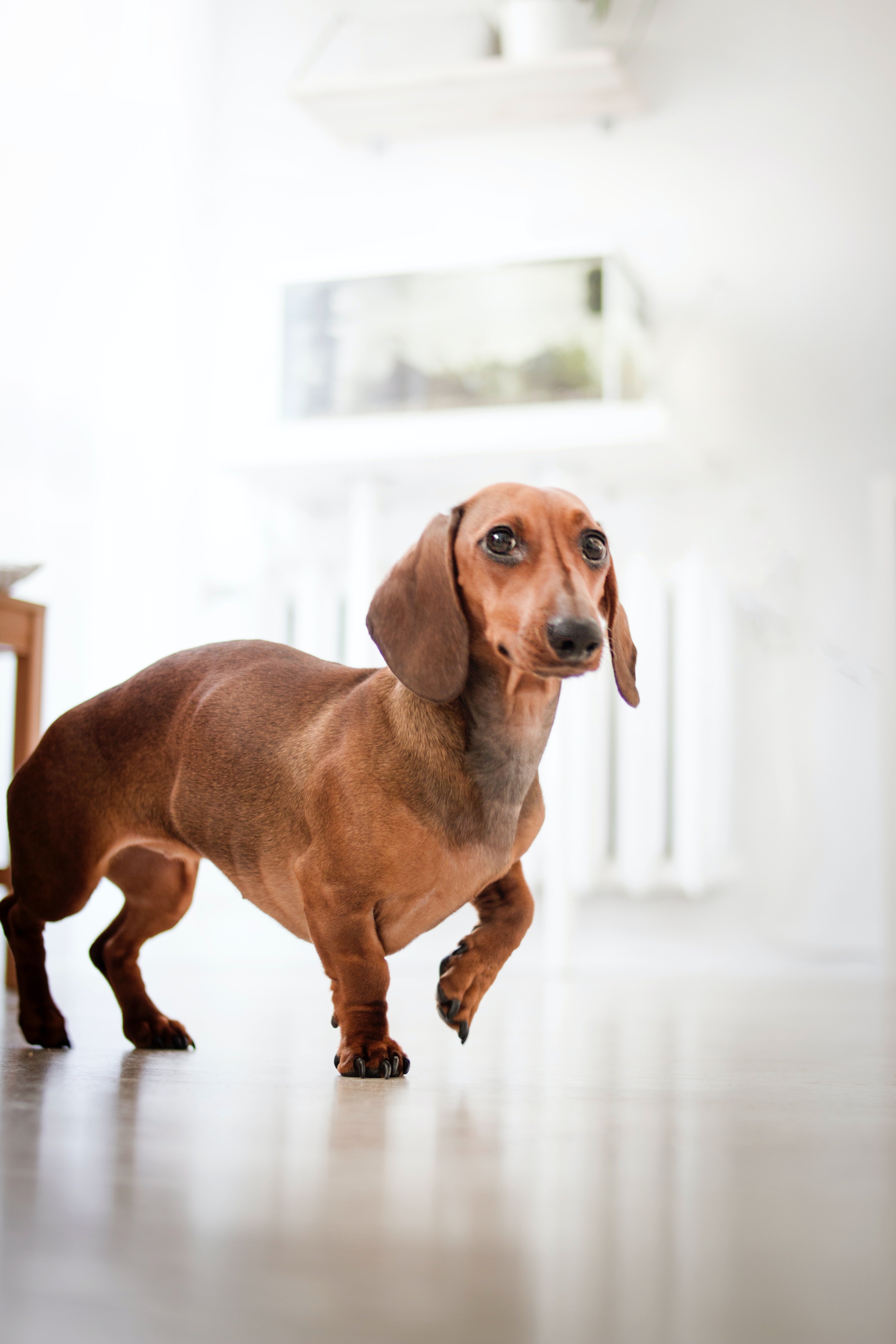 Dachshund Wallpapers