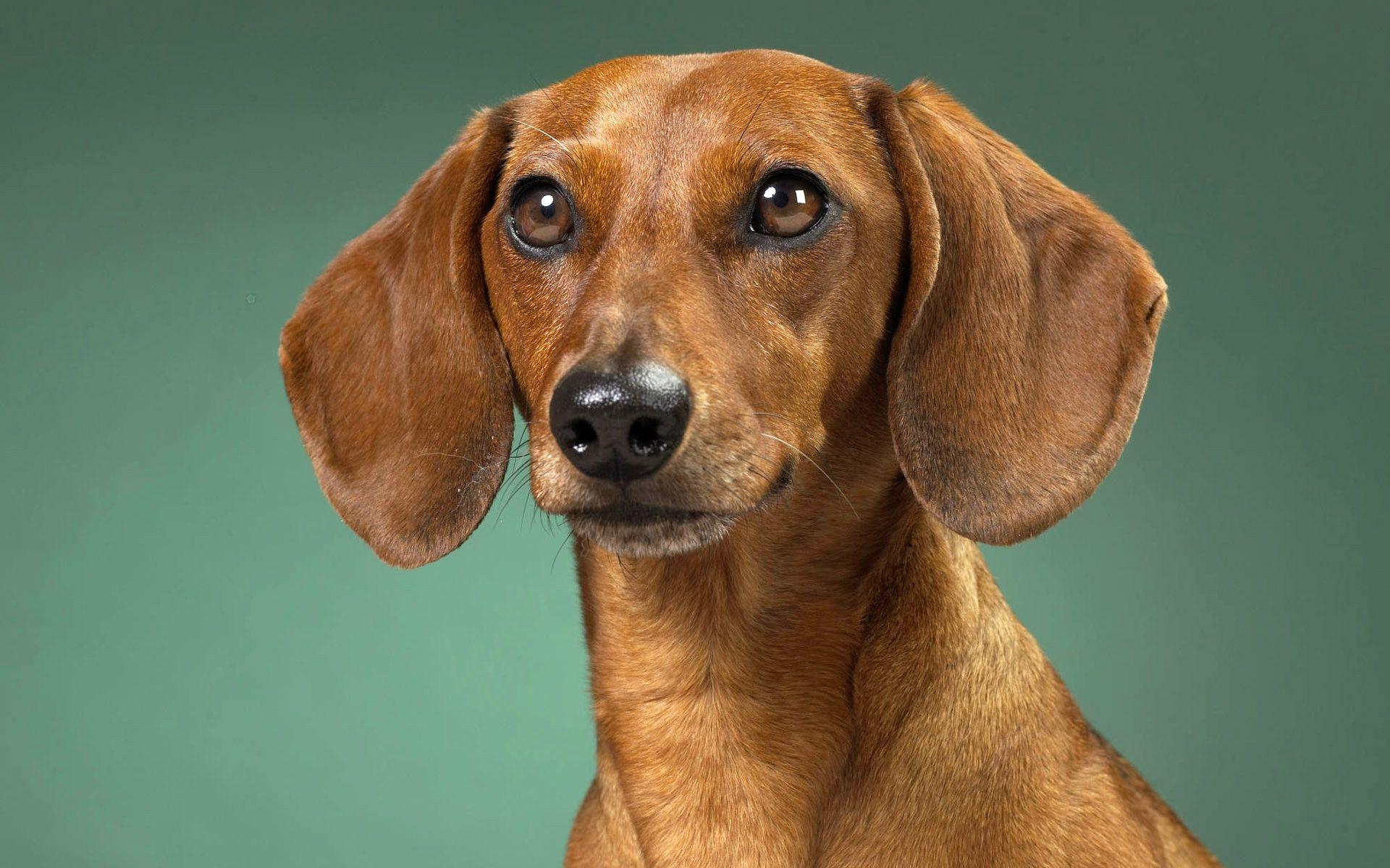 Dachshund Wallpapers