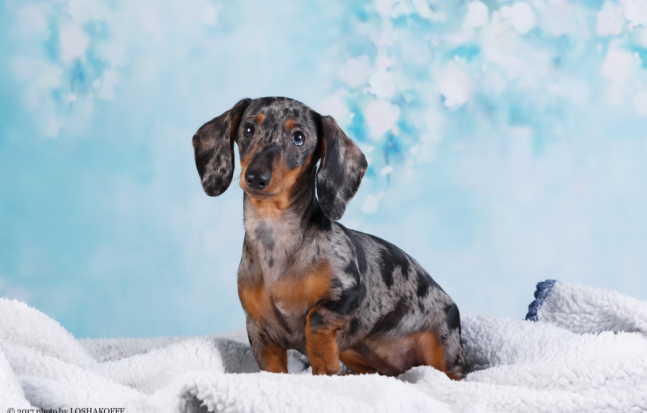 Dachshund Wallpapers