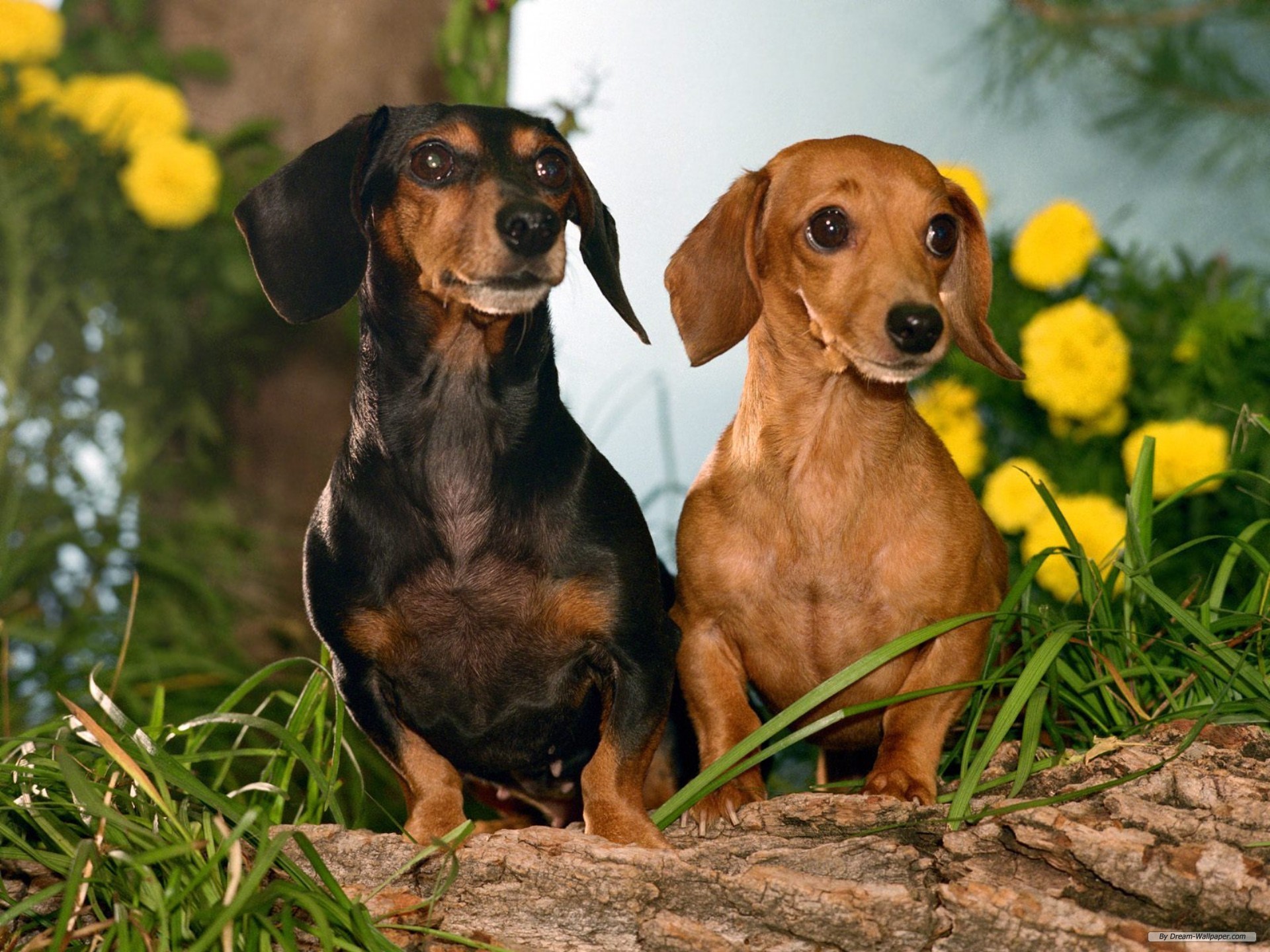 Dachshund Wallpapers