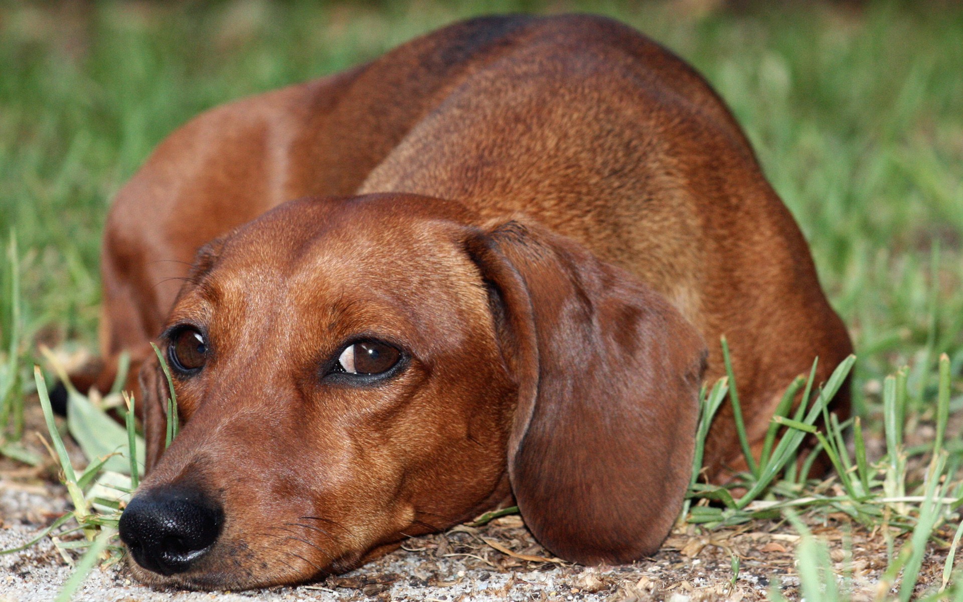 Dachshund Wallpapers