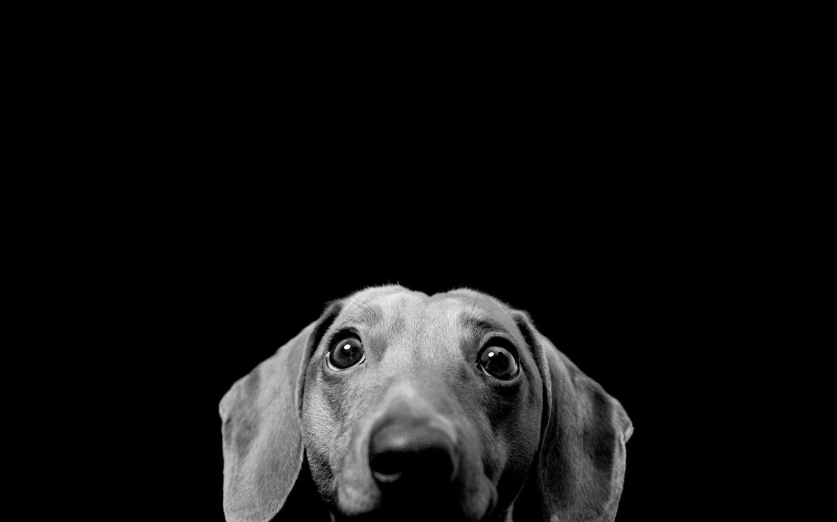 Dachshund Wallpapers