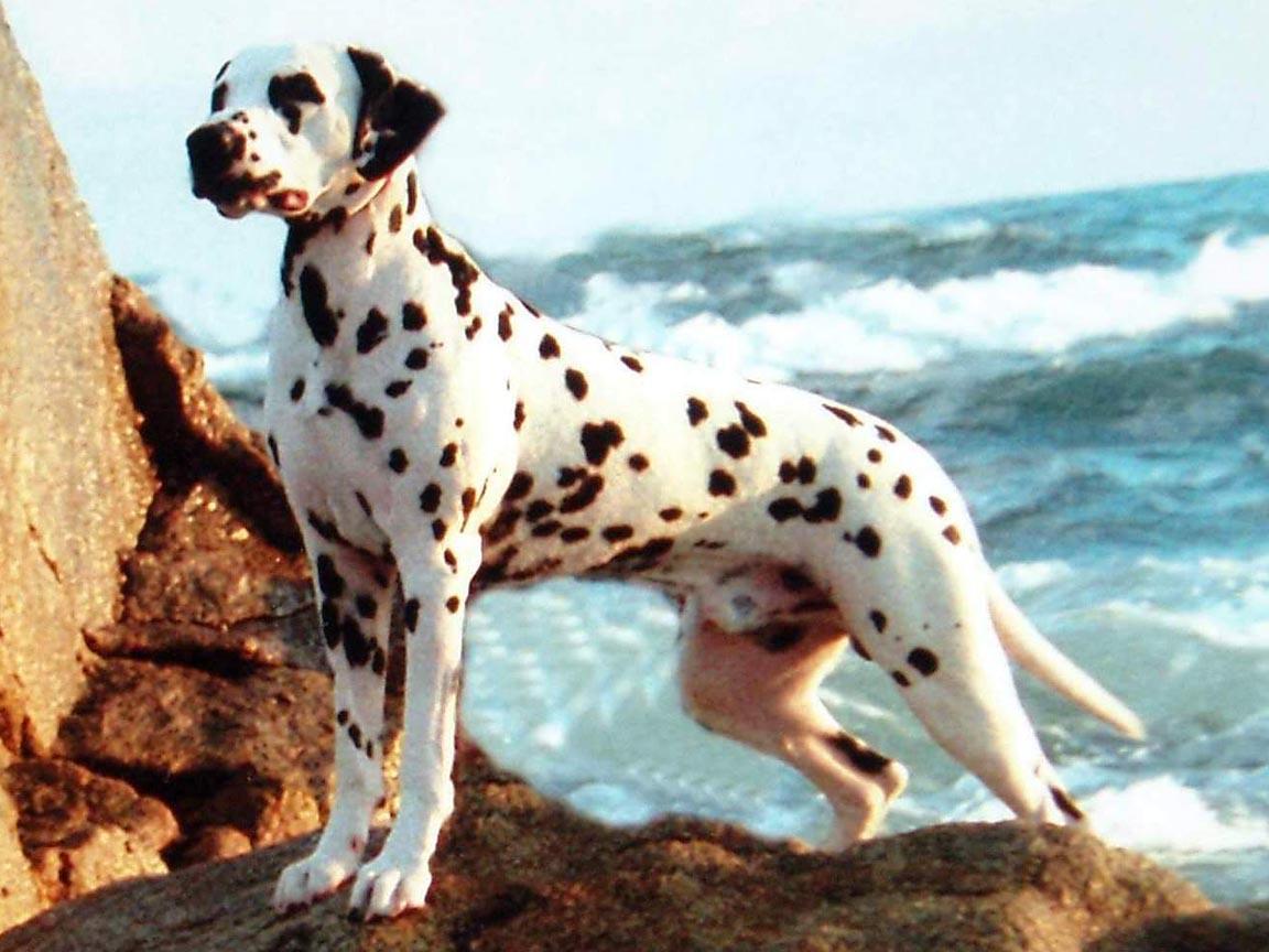 Dalmatian Wallpapers