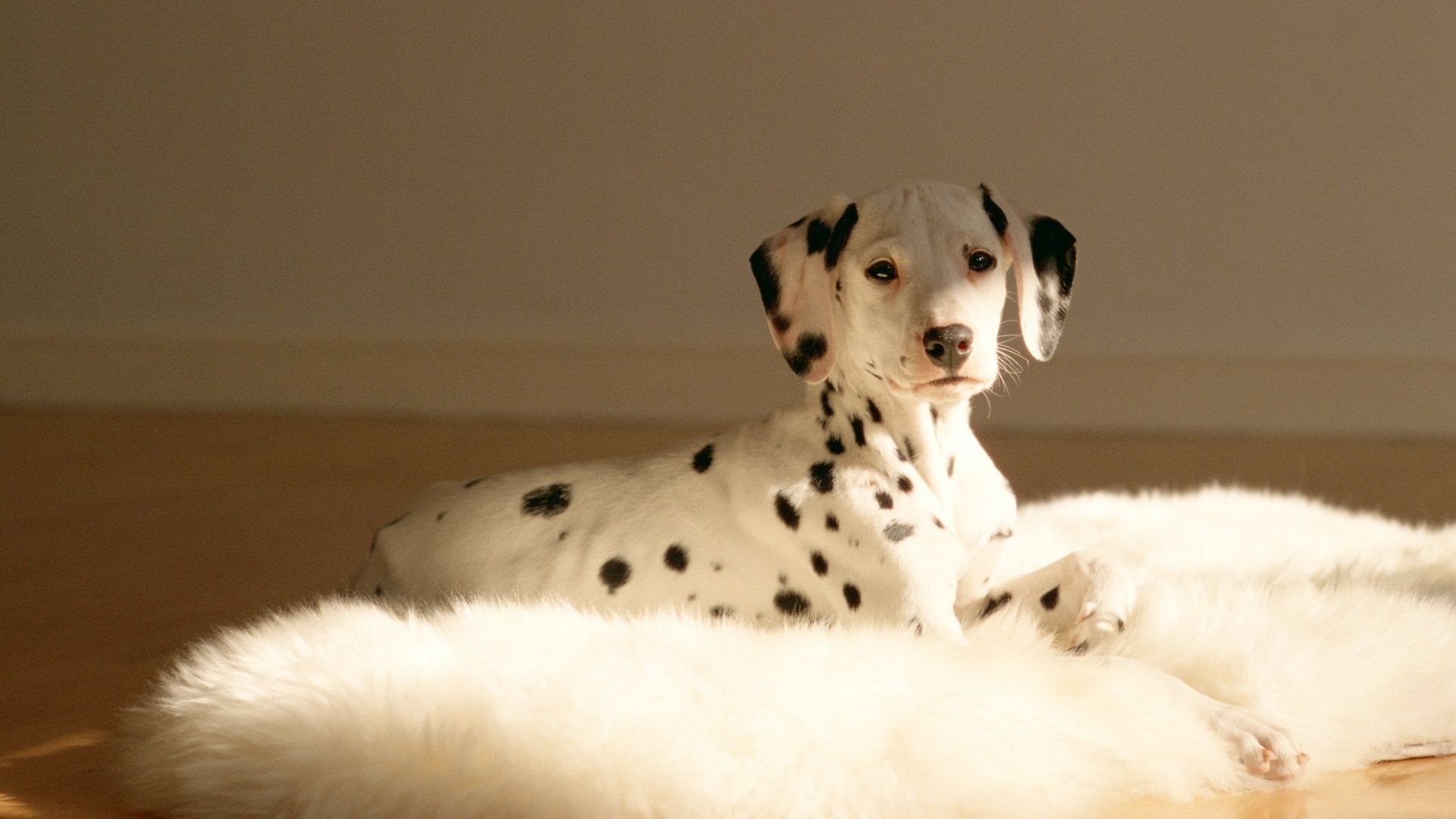 Dalmatian Wallpapers