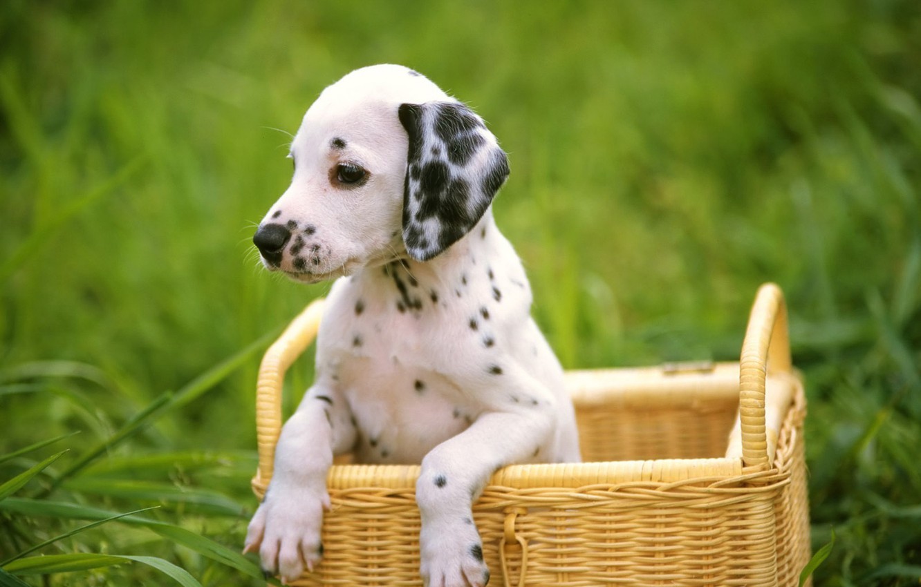 Dalmatian Wallpapers