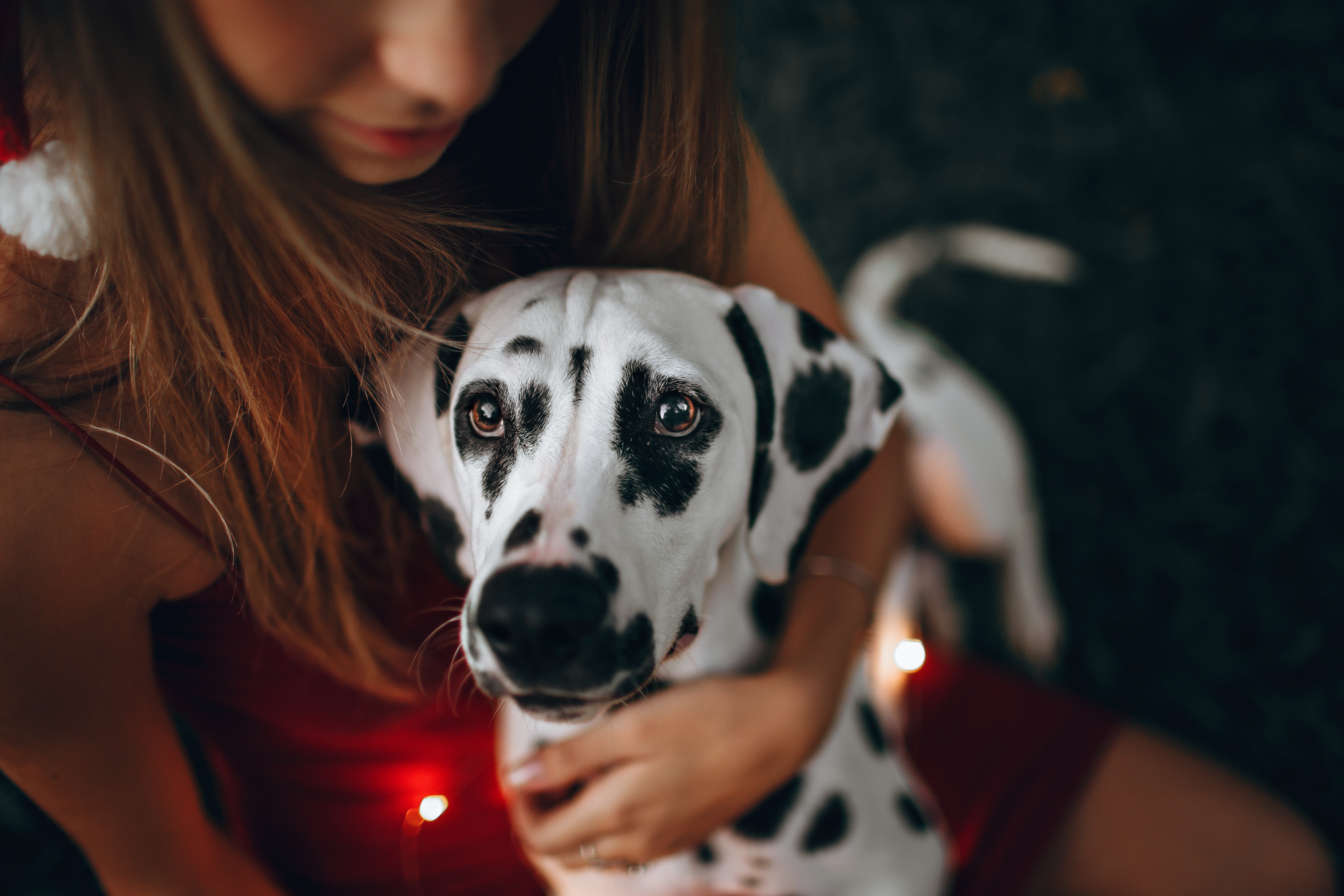 Dalmatian Wallpapers