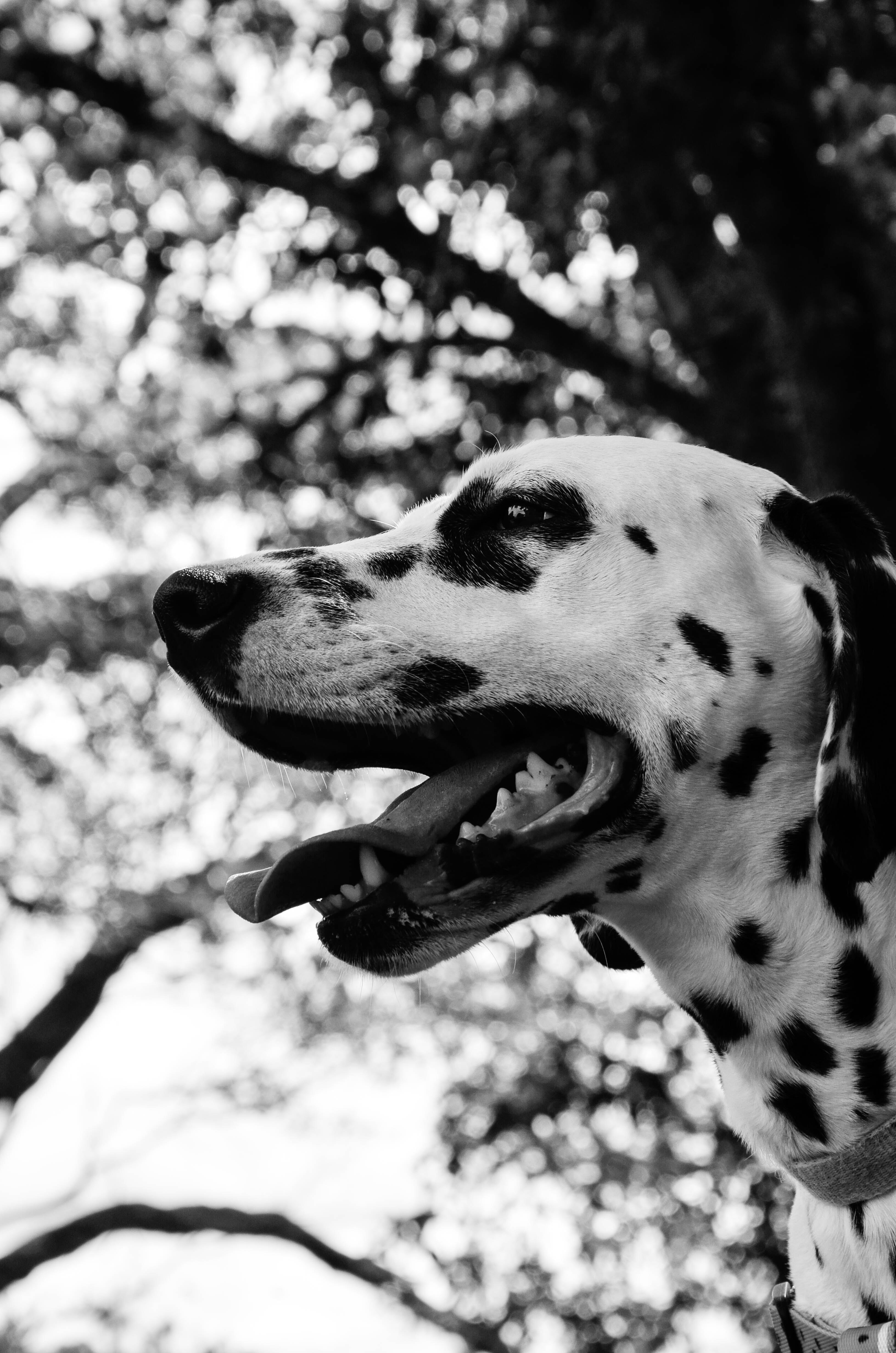 Dalmatian Wallpapers