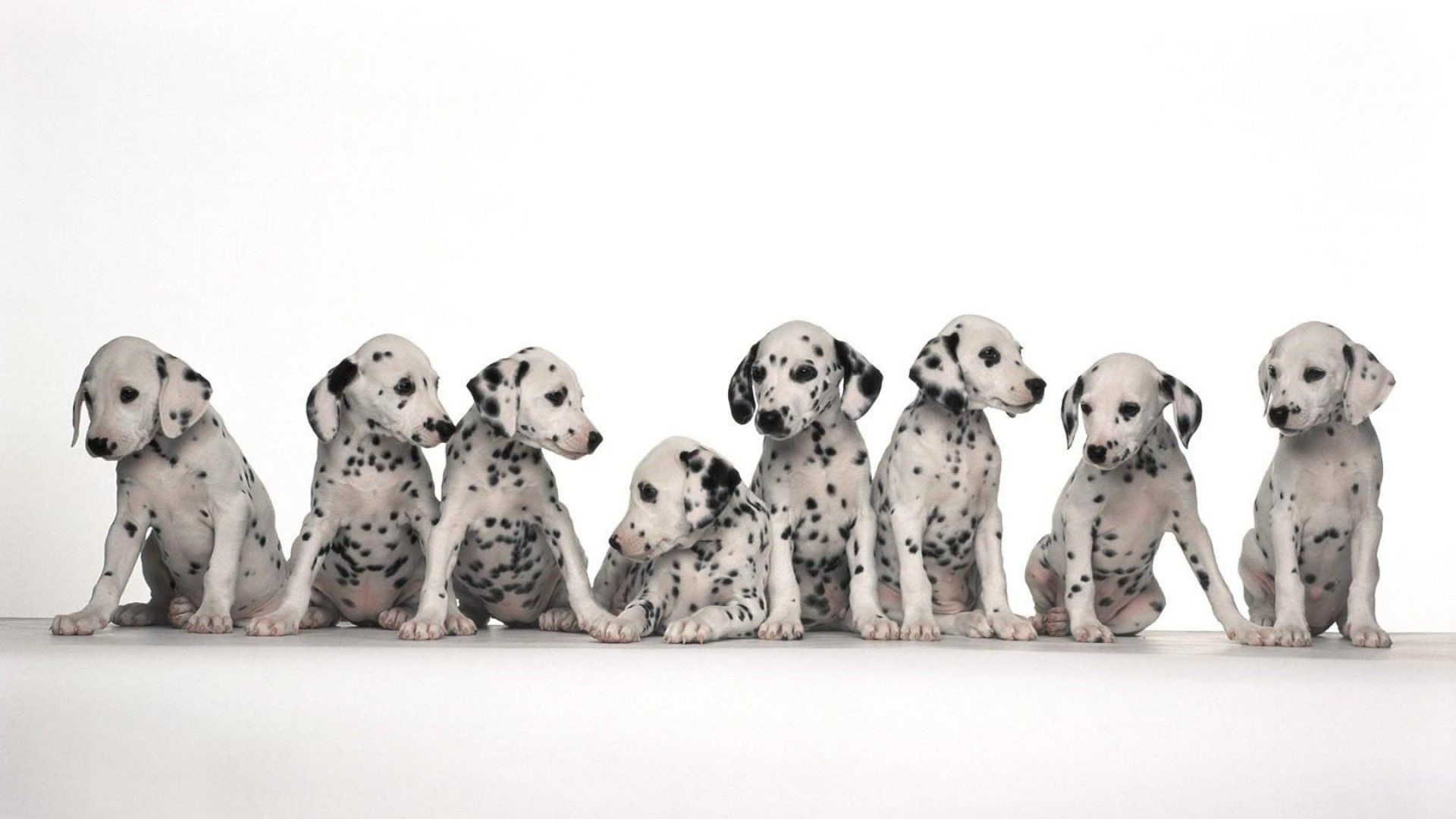 Dalmatian Wallpapers