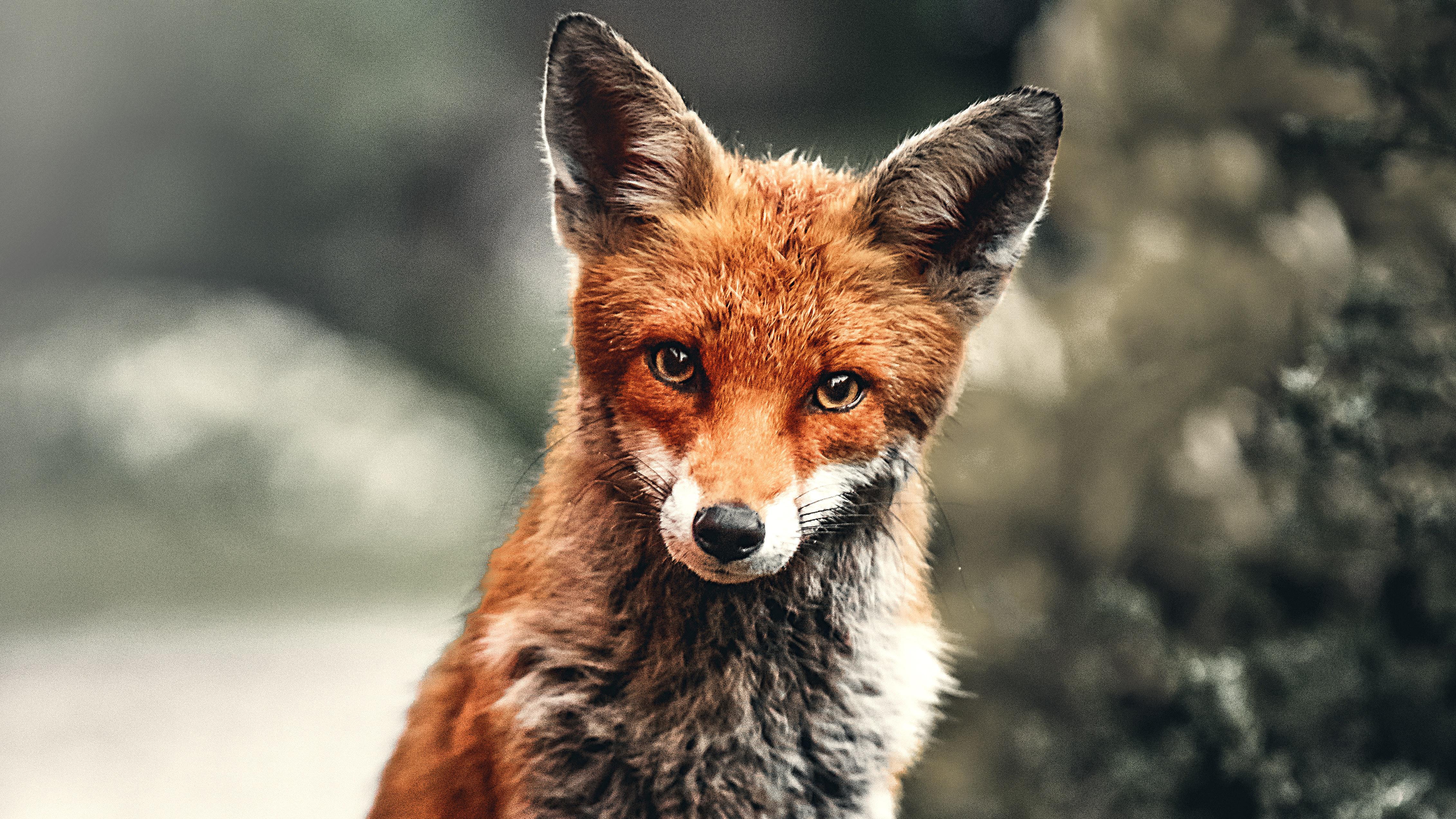 Dhole Wallpapers