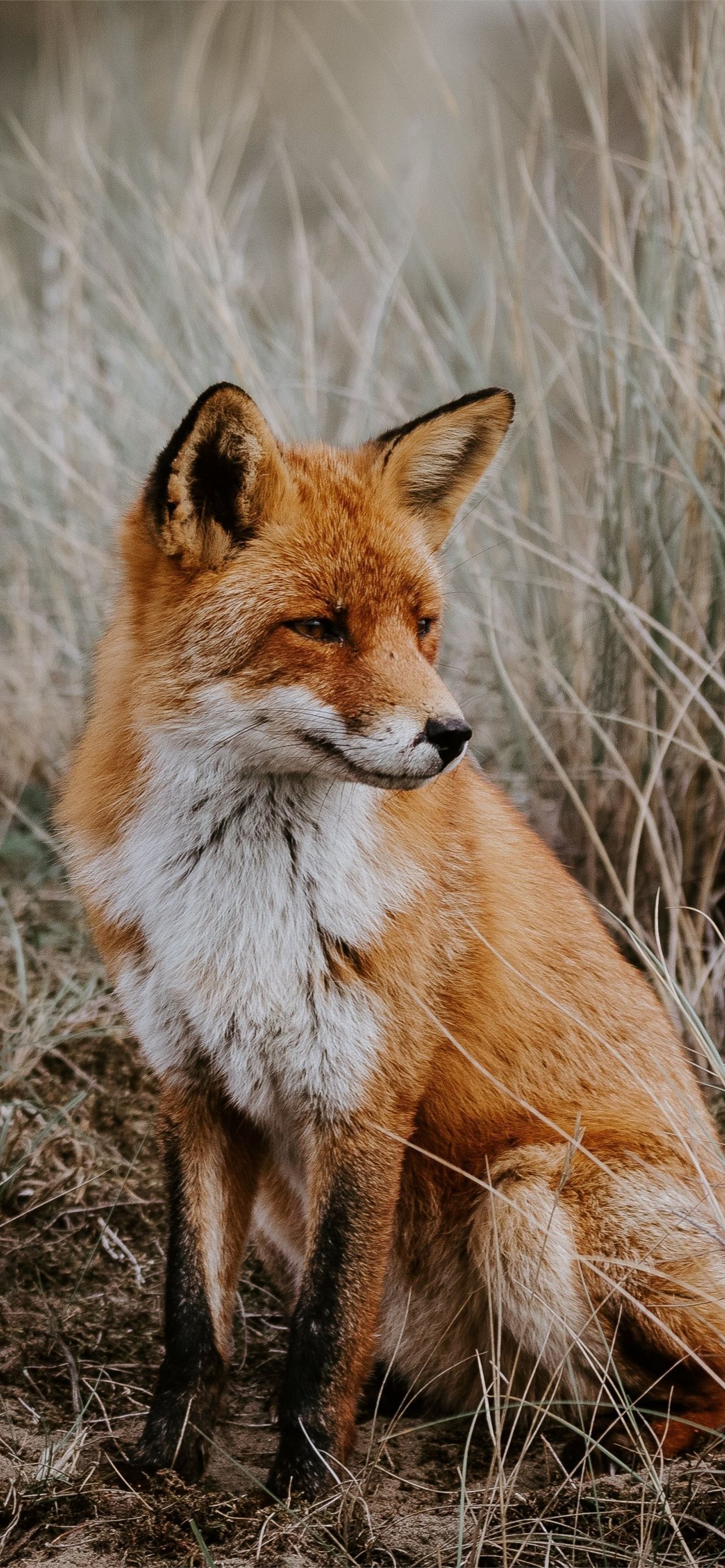 Dhole Wallpapers