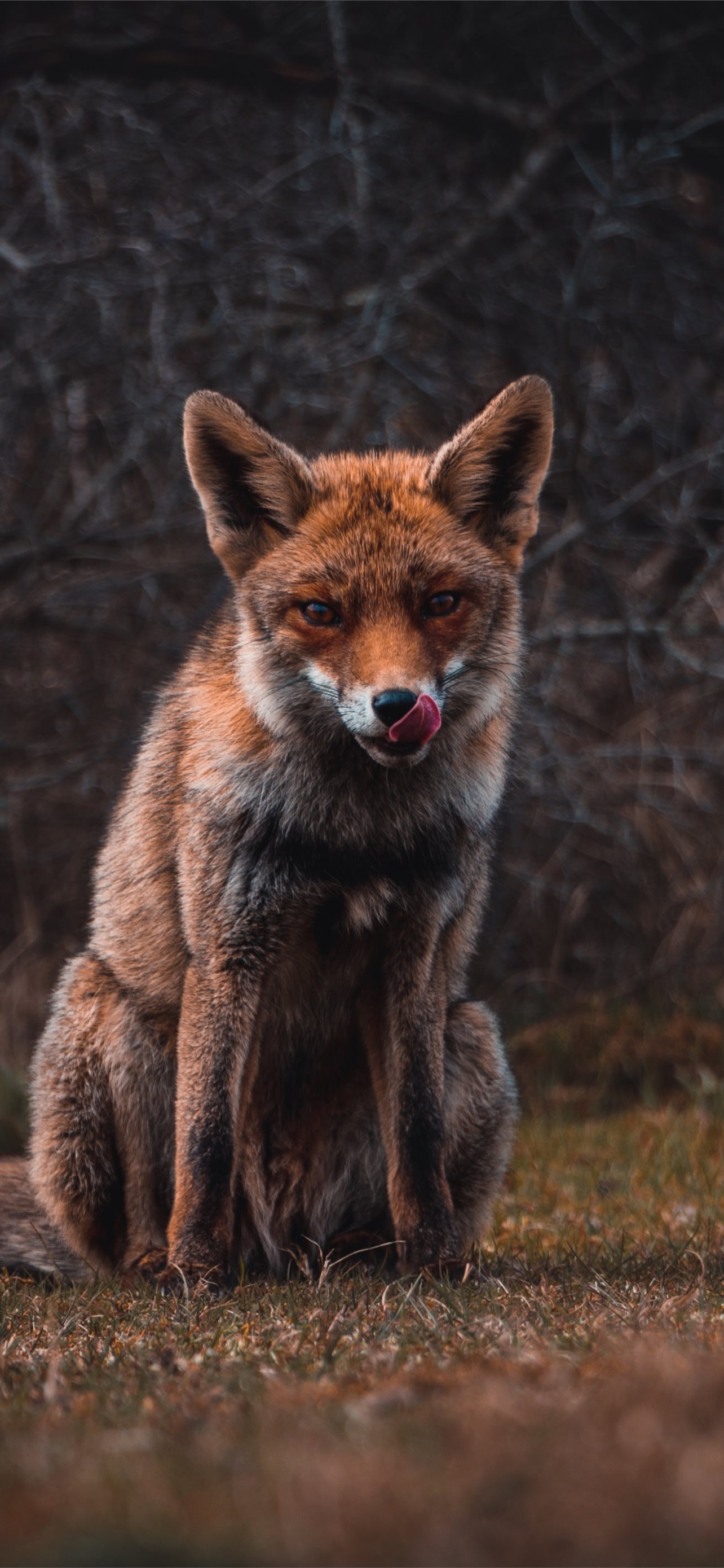 Dhole Wallpapers