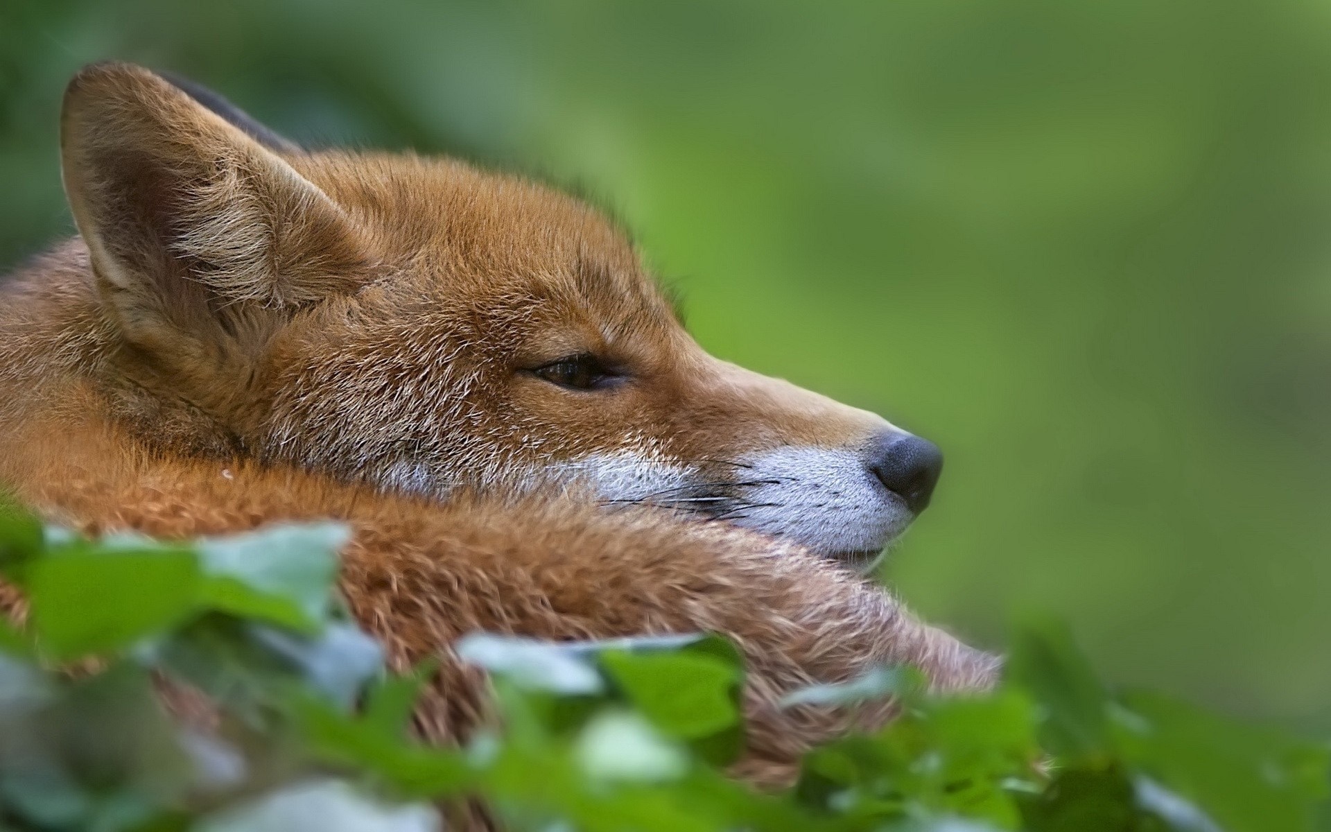 Dhole Wallpapers