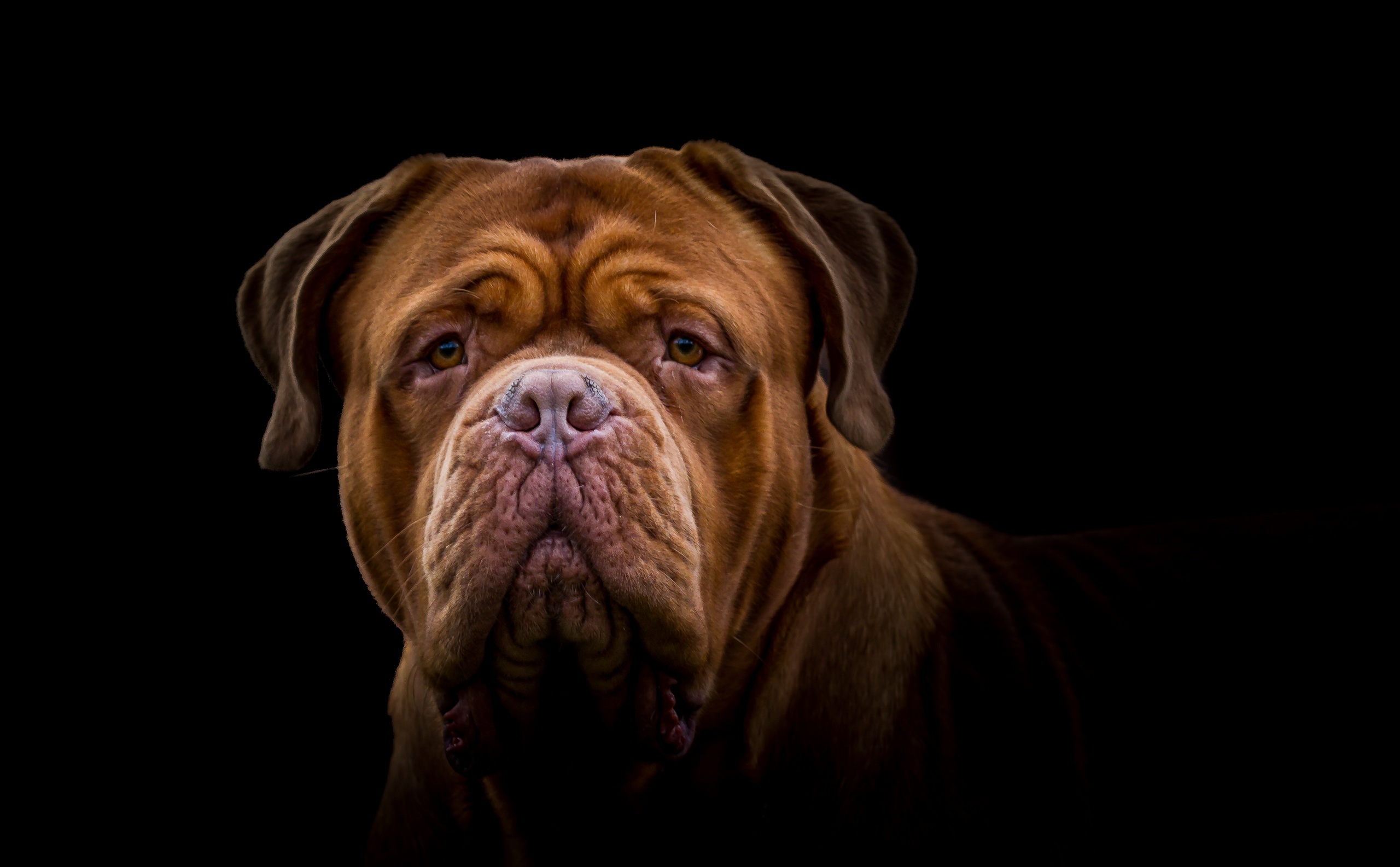 Dogue De Bordeaux Wallpapers