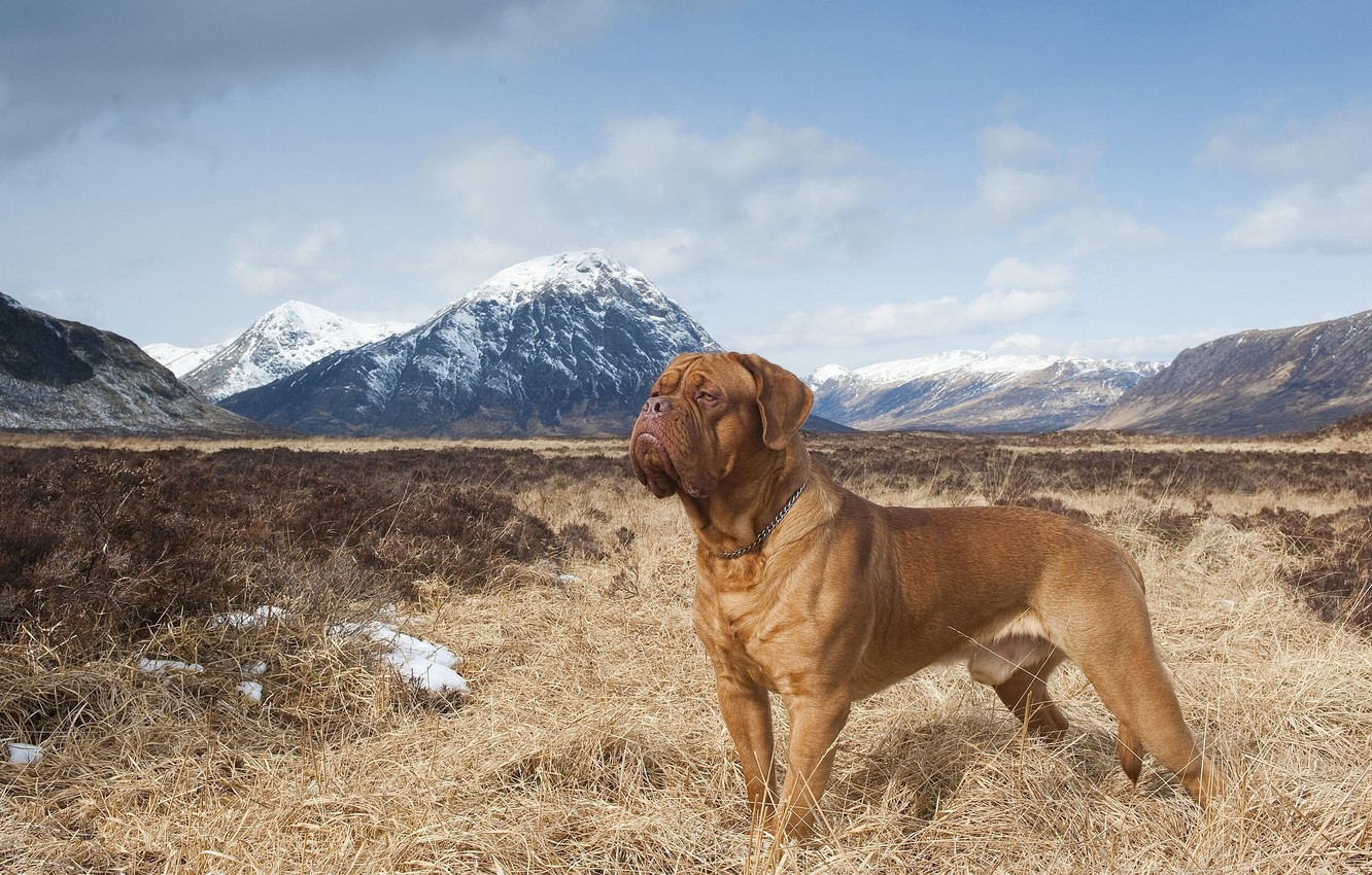 Dogue De Bordeaux Wallpapers