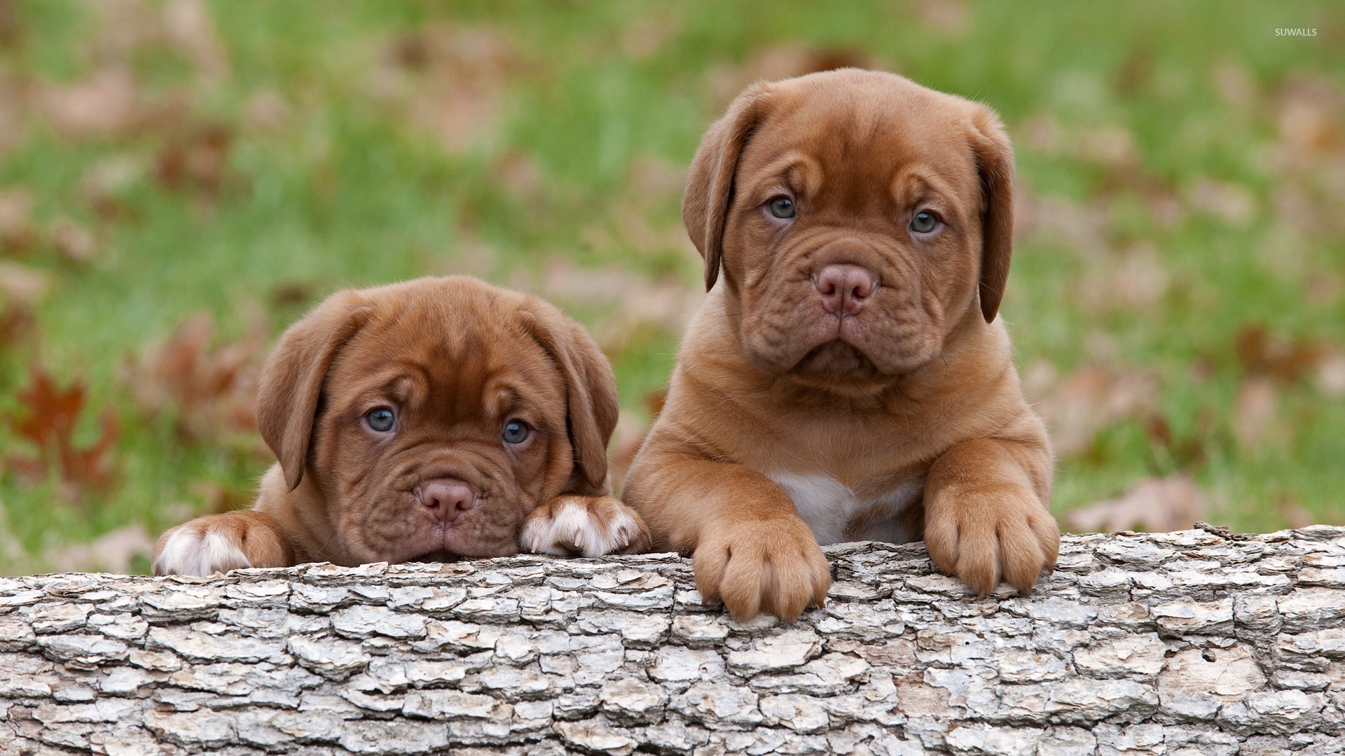 Dogue De Bordeaux Wallpapers