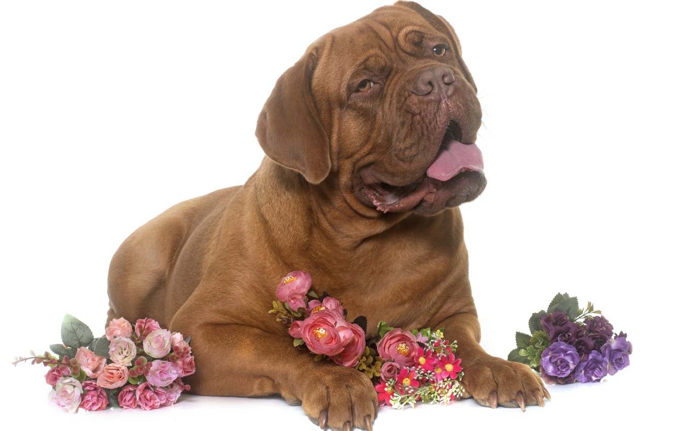 Dogue De Bordeaux Wallpapers