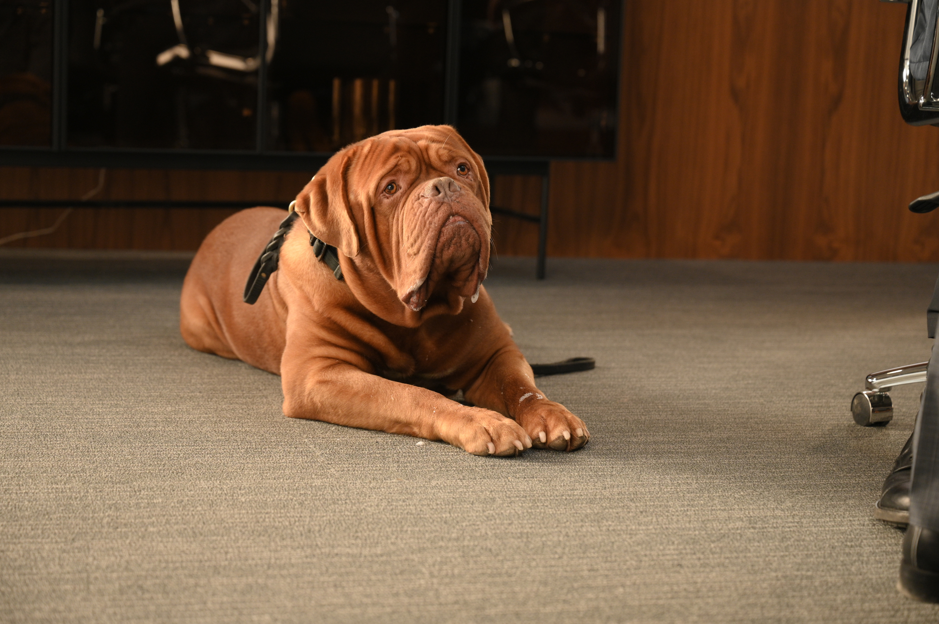 Dogue De Bordeaux Wallpapers