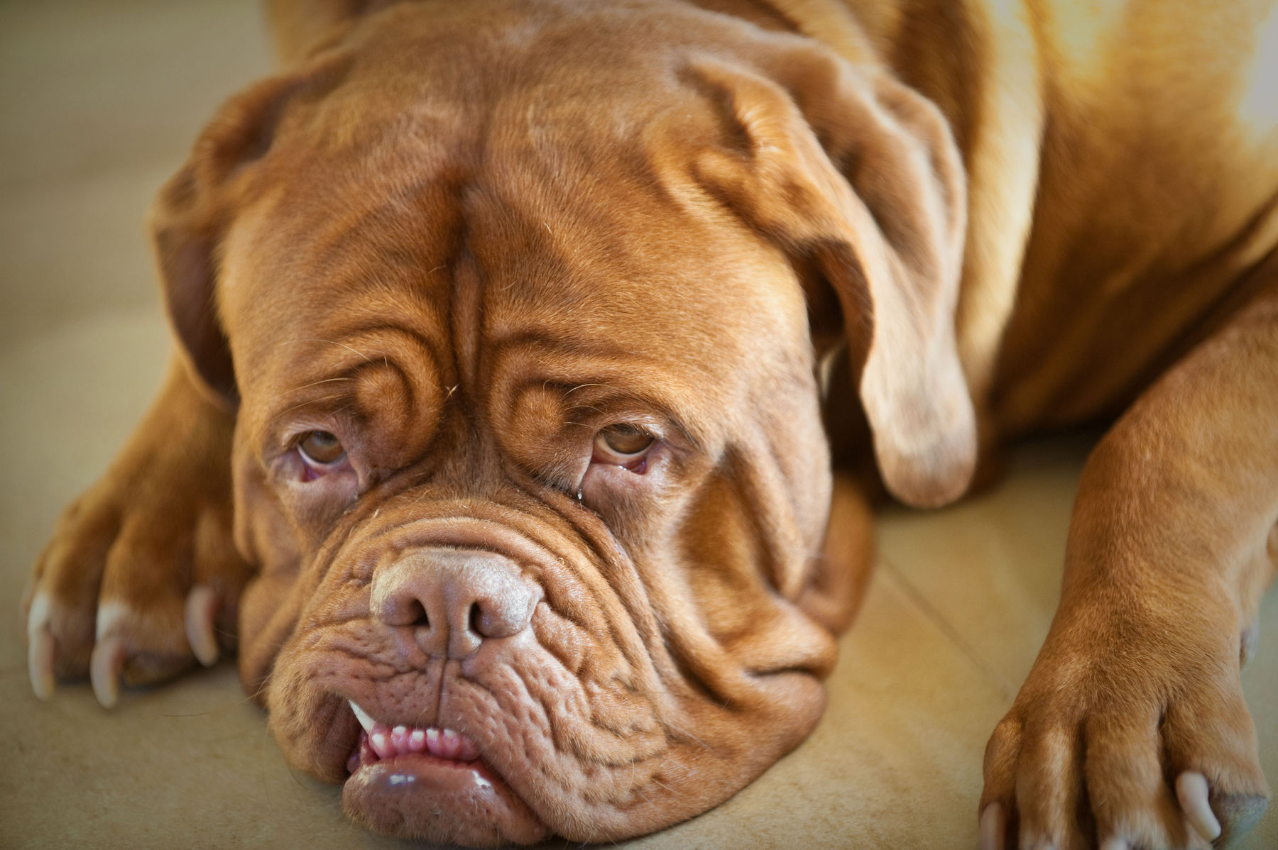 Dogue De Bordeaux Wallpapers