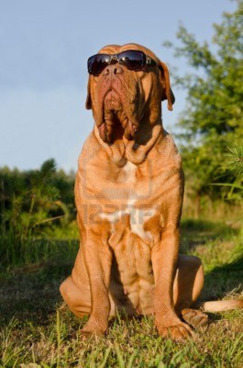 Dogue De Bordeaux Wallpapers