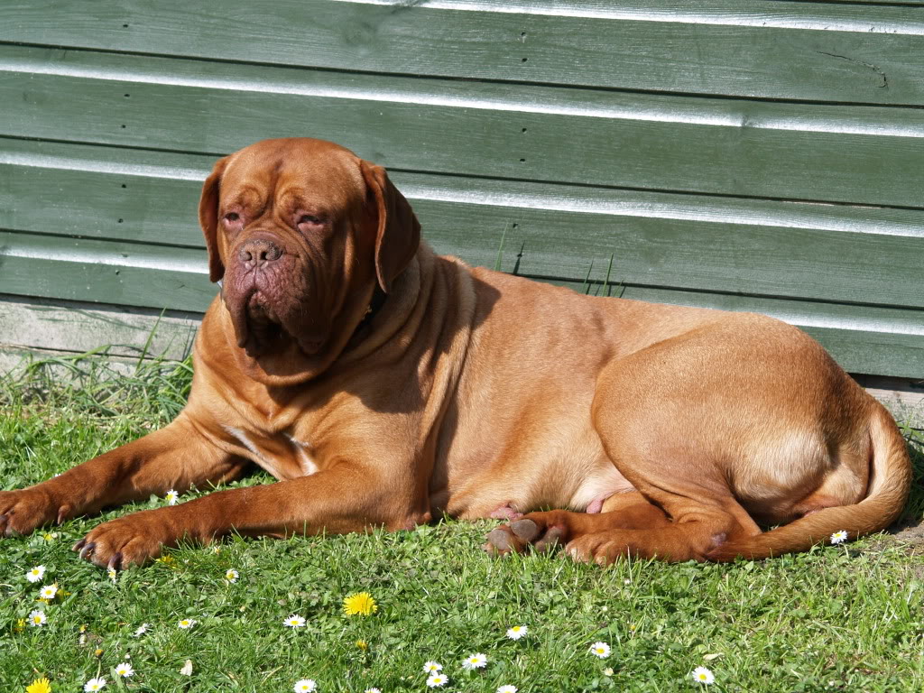 Dogue De Bordeaux Wallpapers